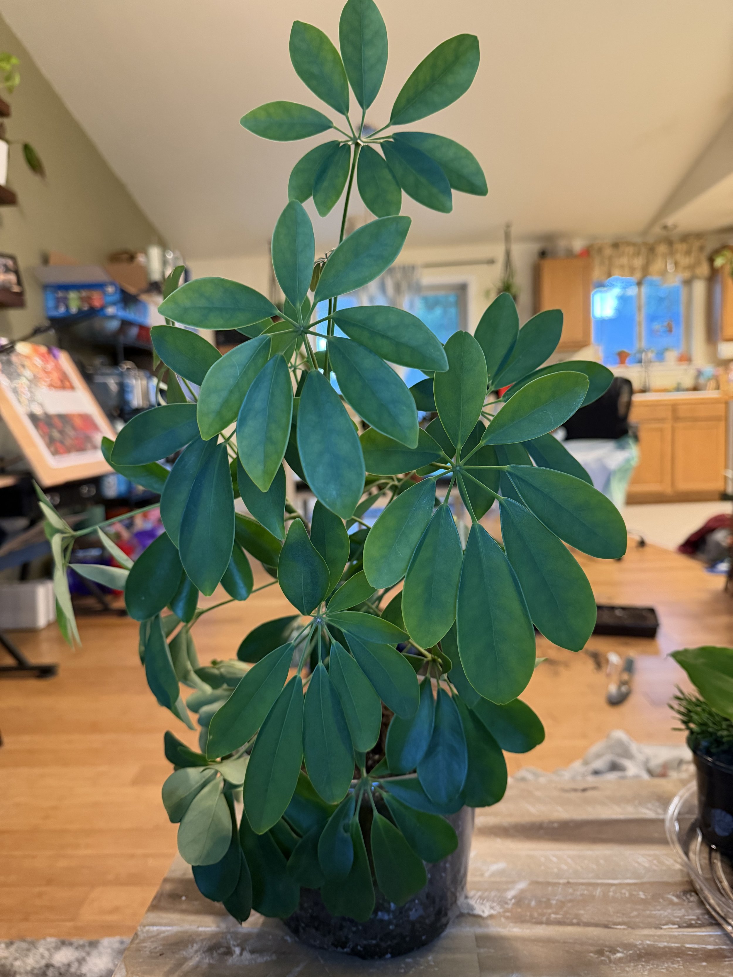 Dwarf Umbrella Tree-8"