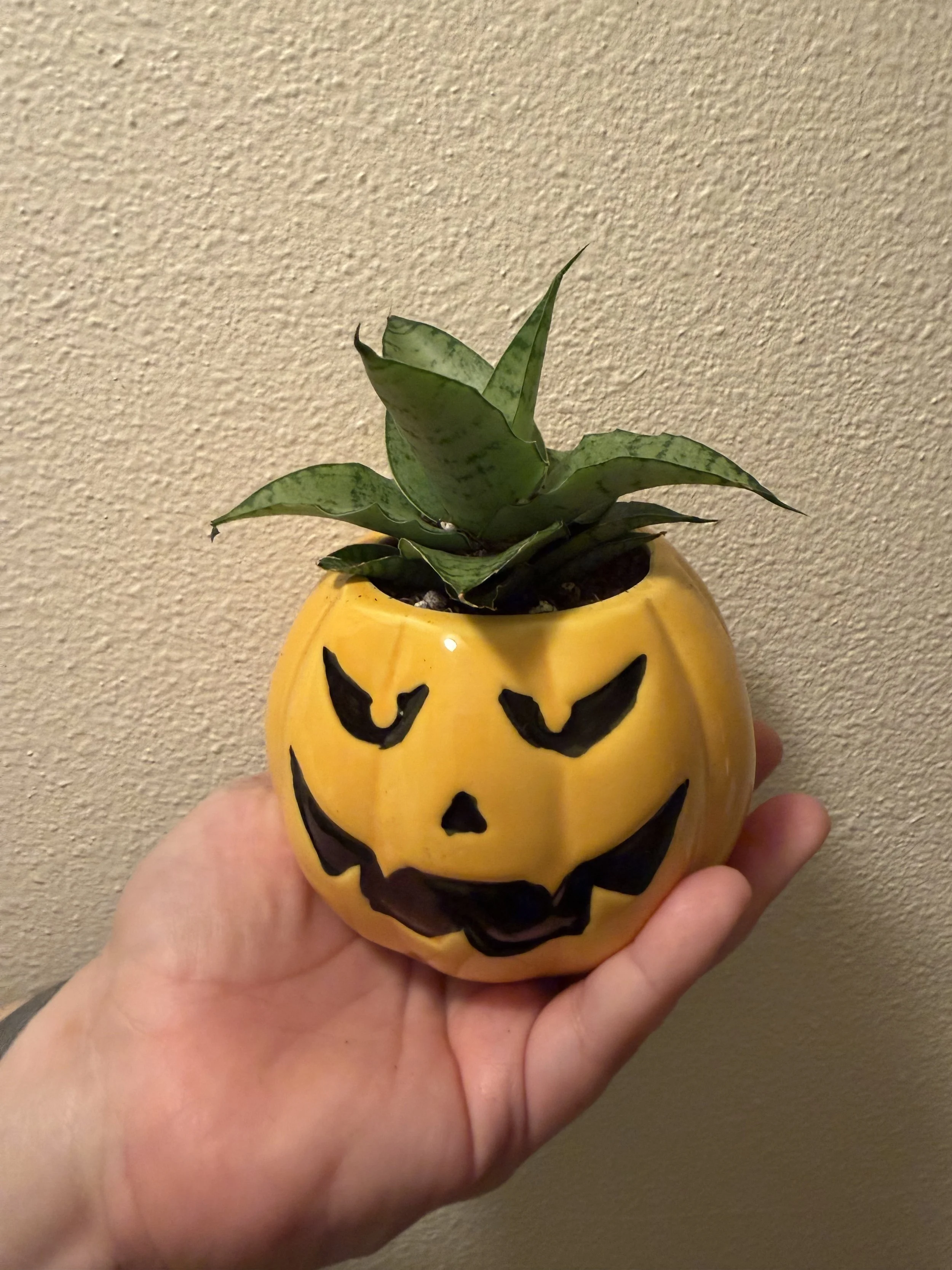 Halloween Plant Collection 🎃