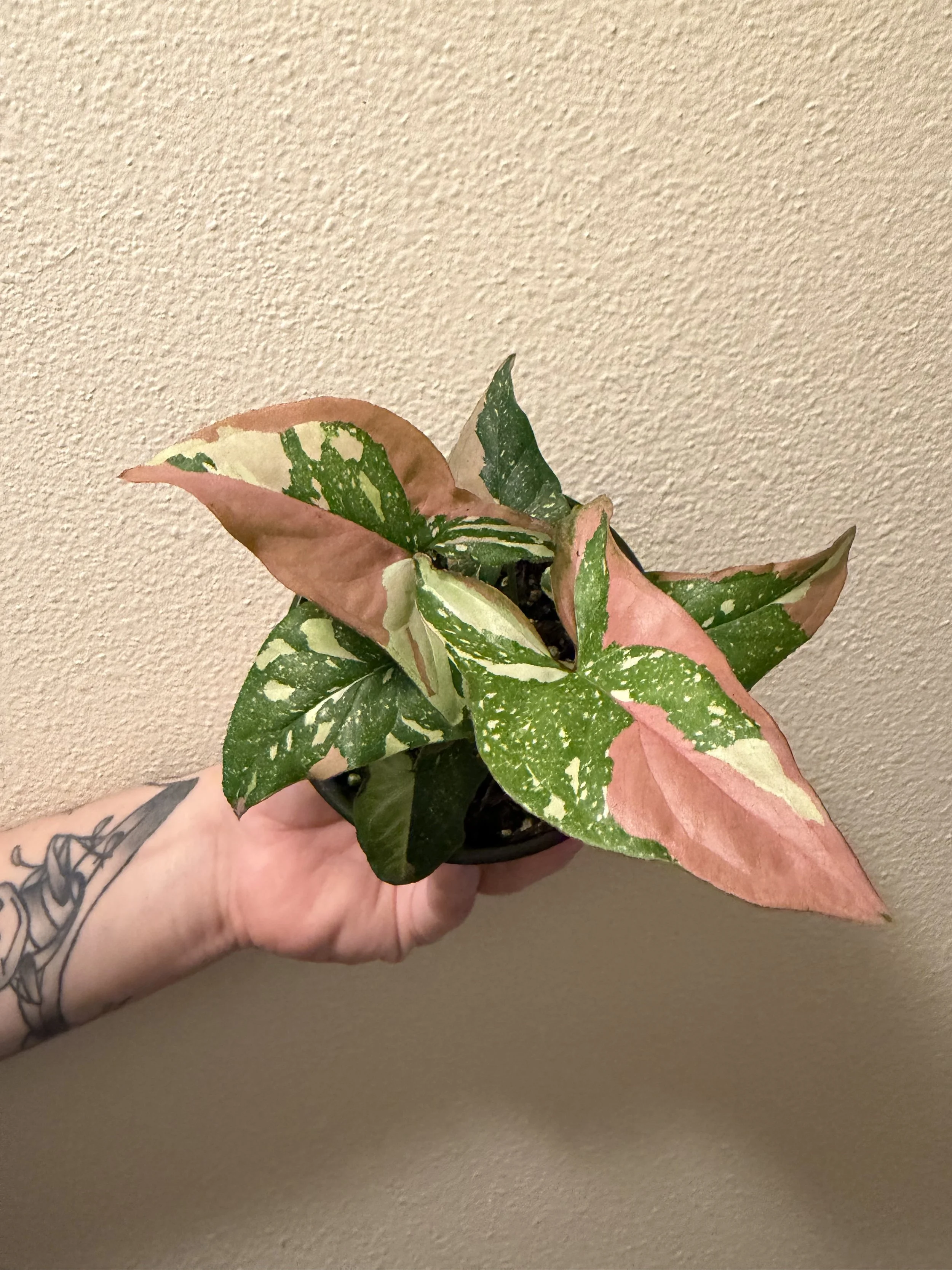 Tri-Color Syngonium 4"