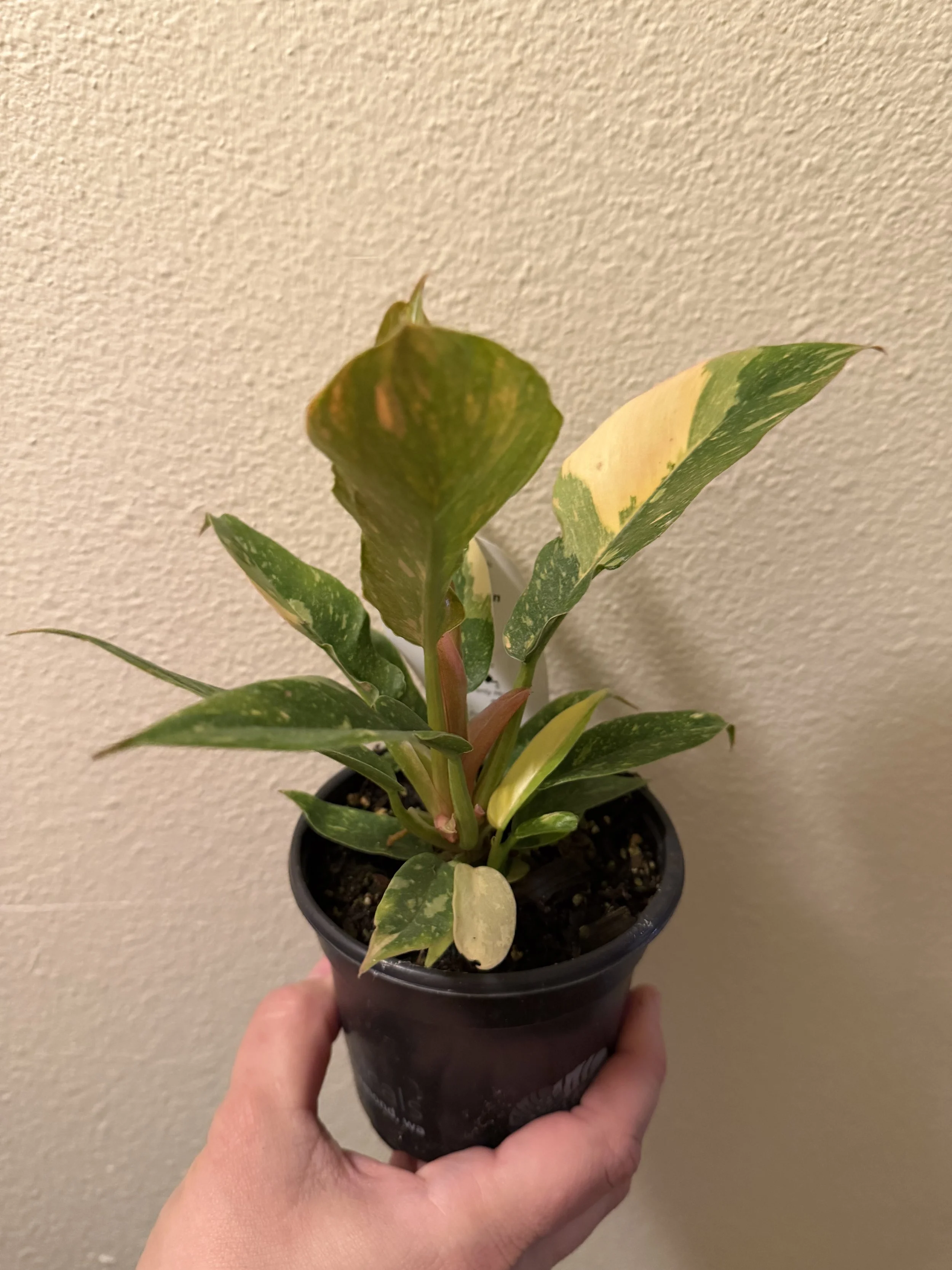 Ring of Fire Philodendron 4"