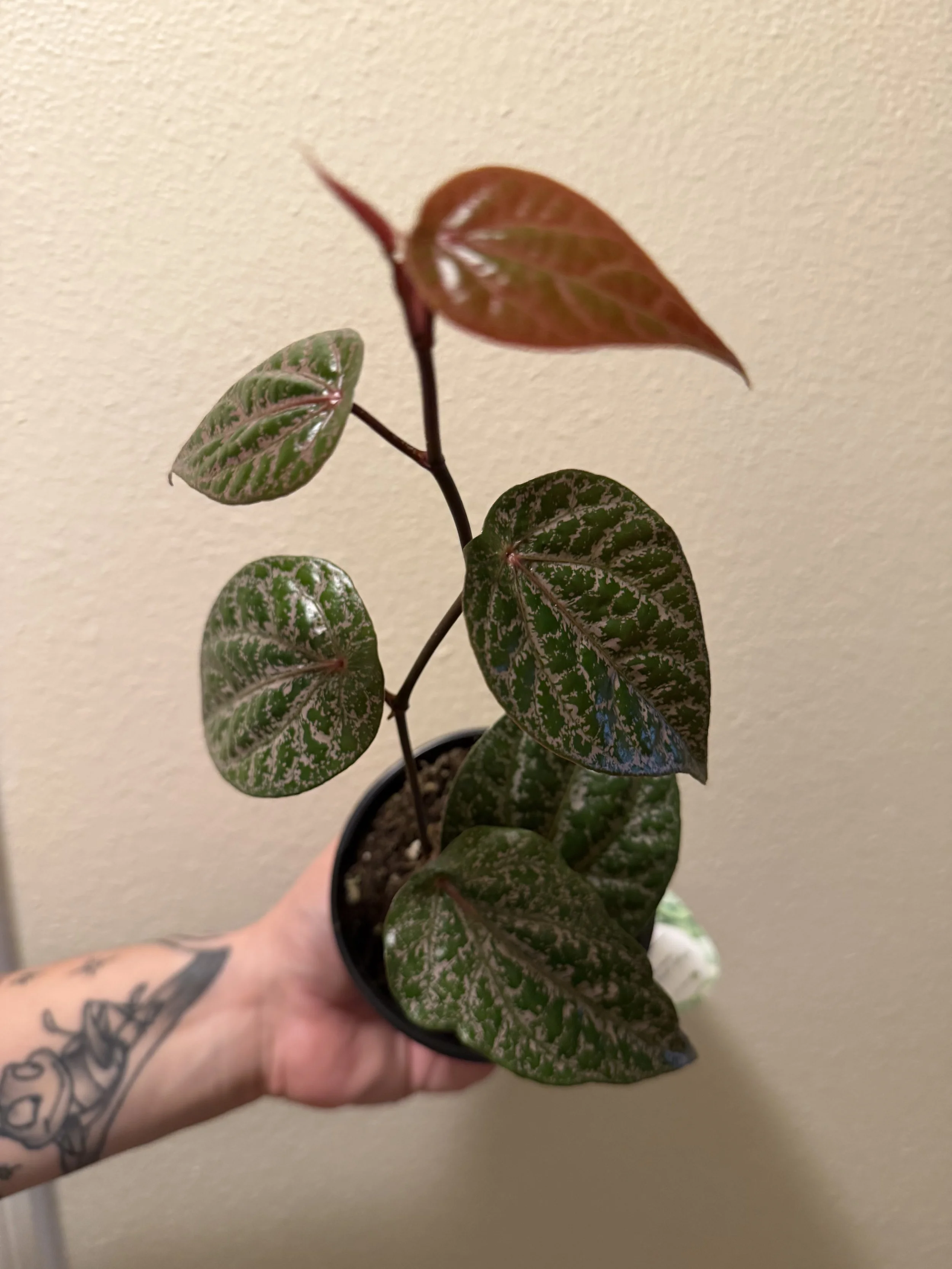 Piper Ornatum 4"