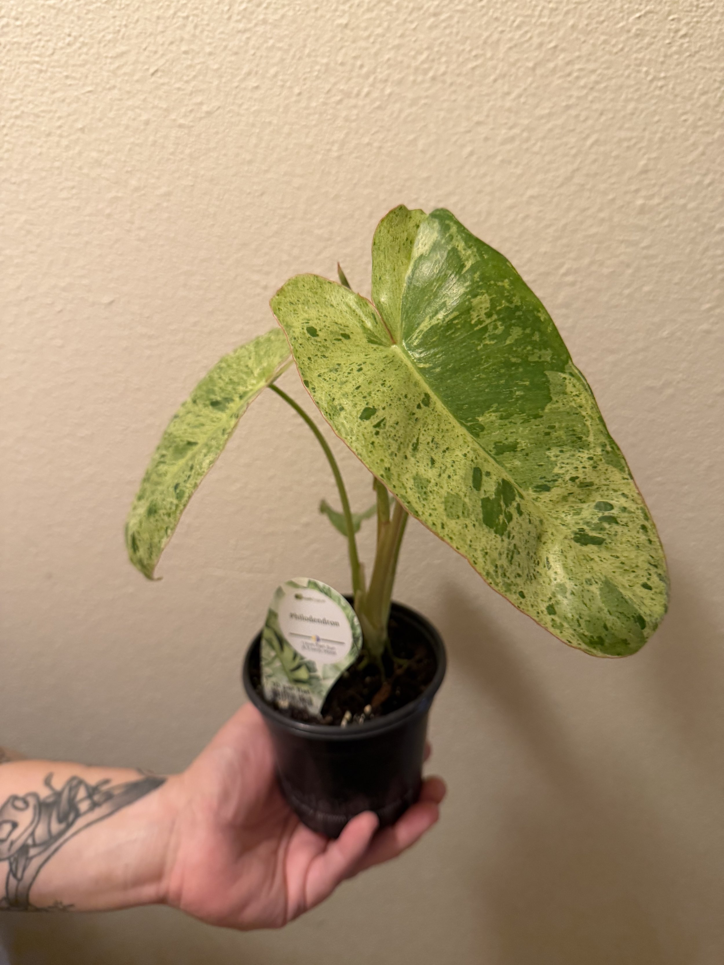 Green Paradise Philodendron 4"