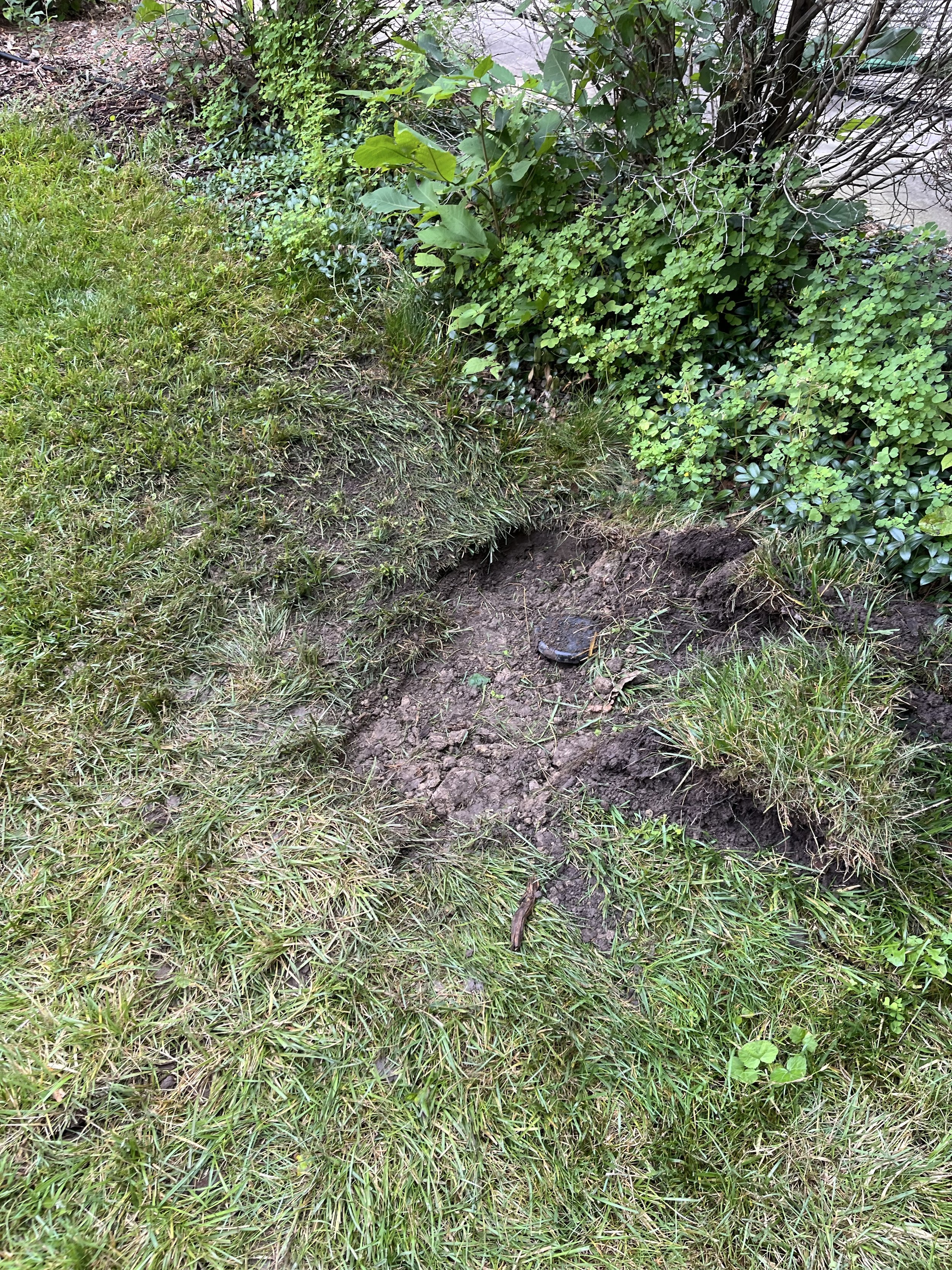 A patch of grass and soil with some green bushes and plants in the background.