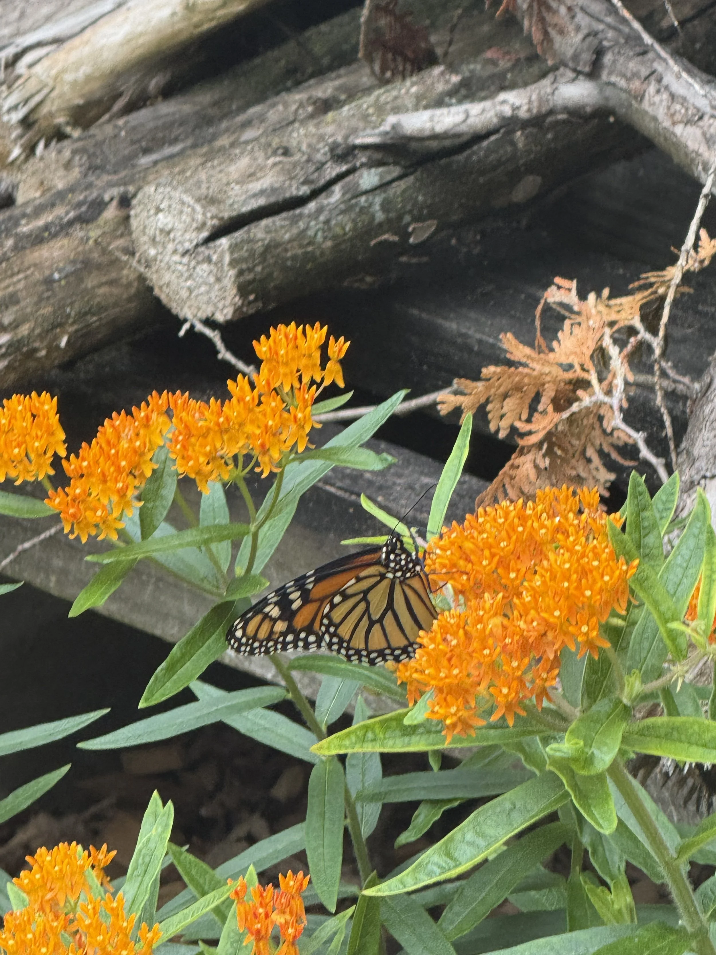 Monarch butterfly perched on bright orange flowers with green leaves, in front of a weathered wooden surface.