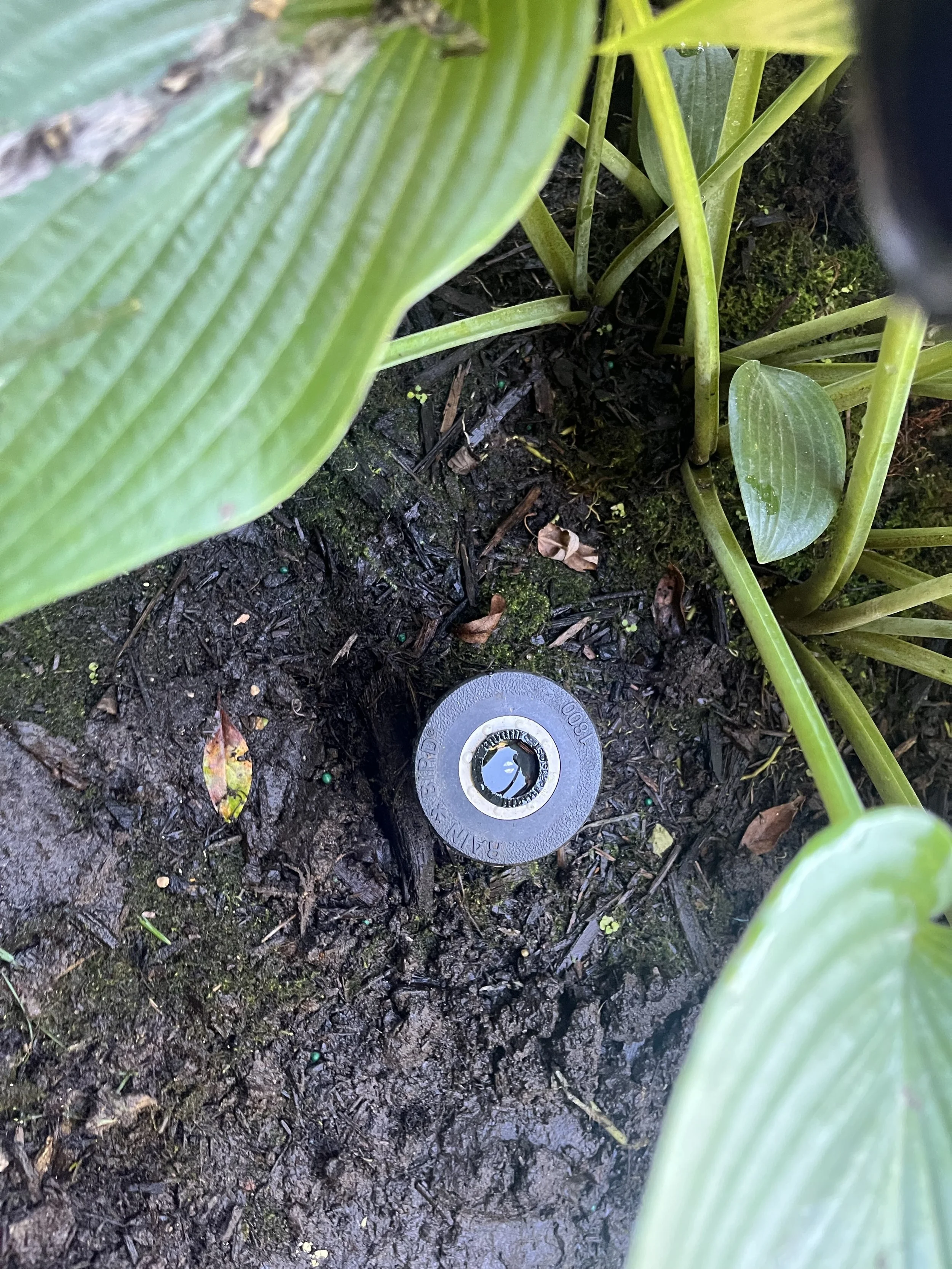 A close-up image of lush green plants with large leaves growing in dark, moist soil, with a small, round, metallic object partially visible on the ground.