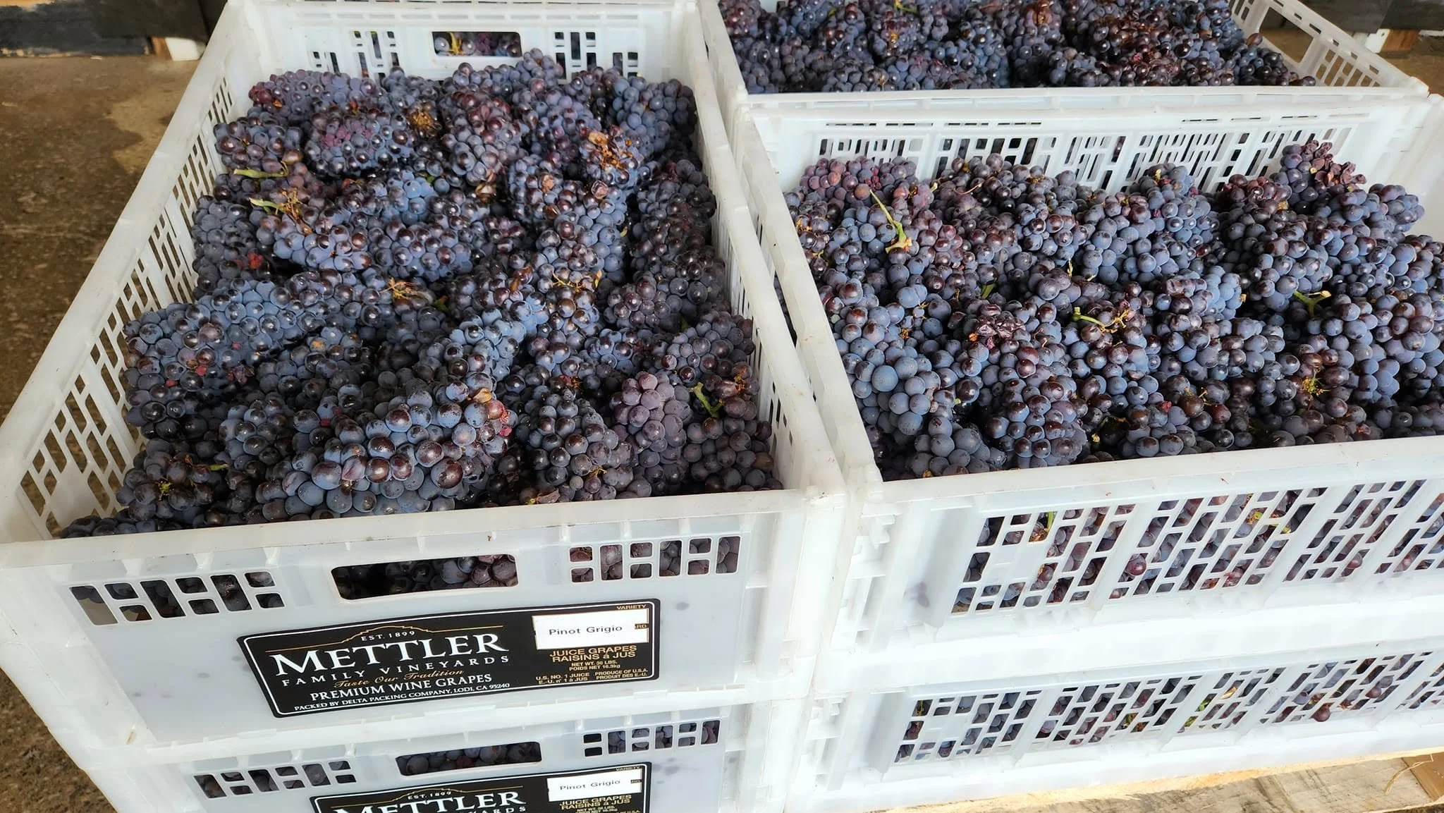 Fresh wine grapes in crates for home winemaking at Pantano's