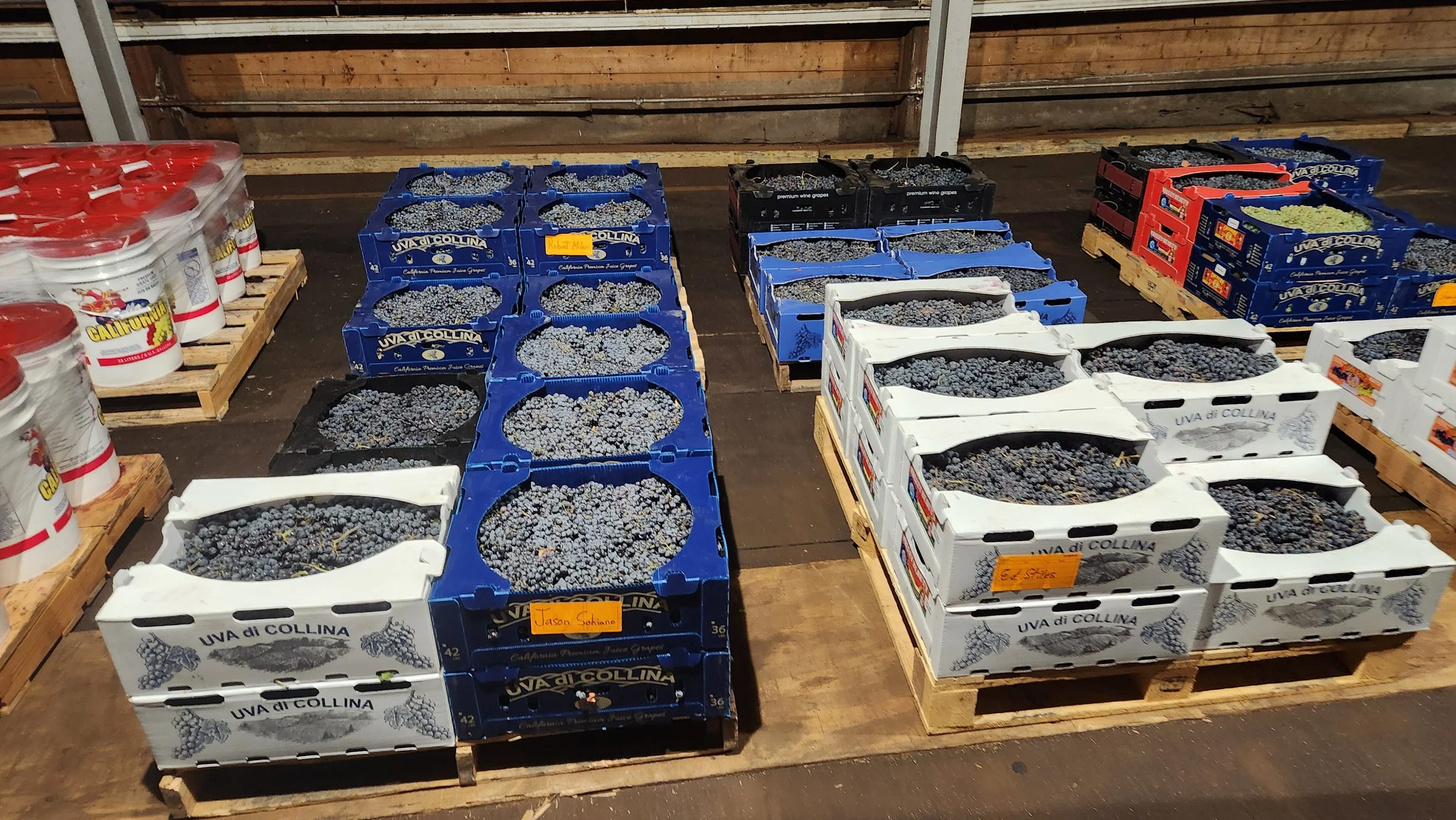 Crates of wine grapes staged inside Pantano's shop