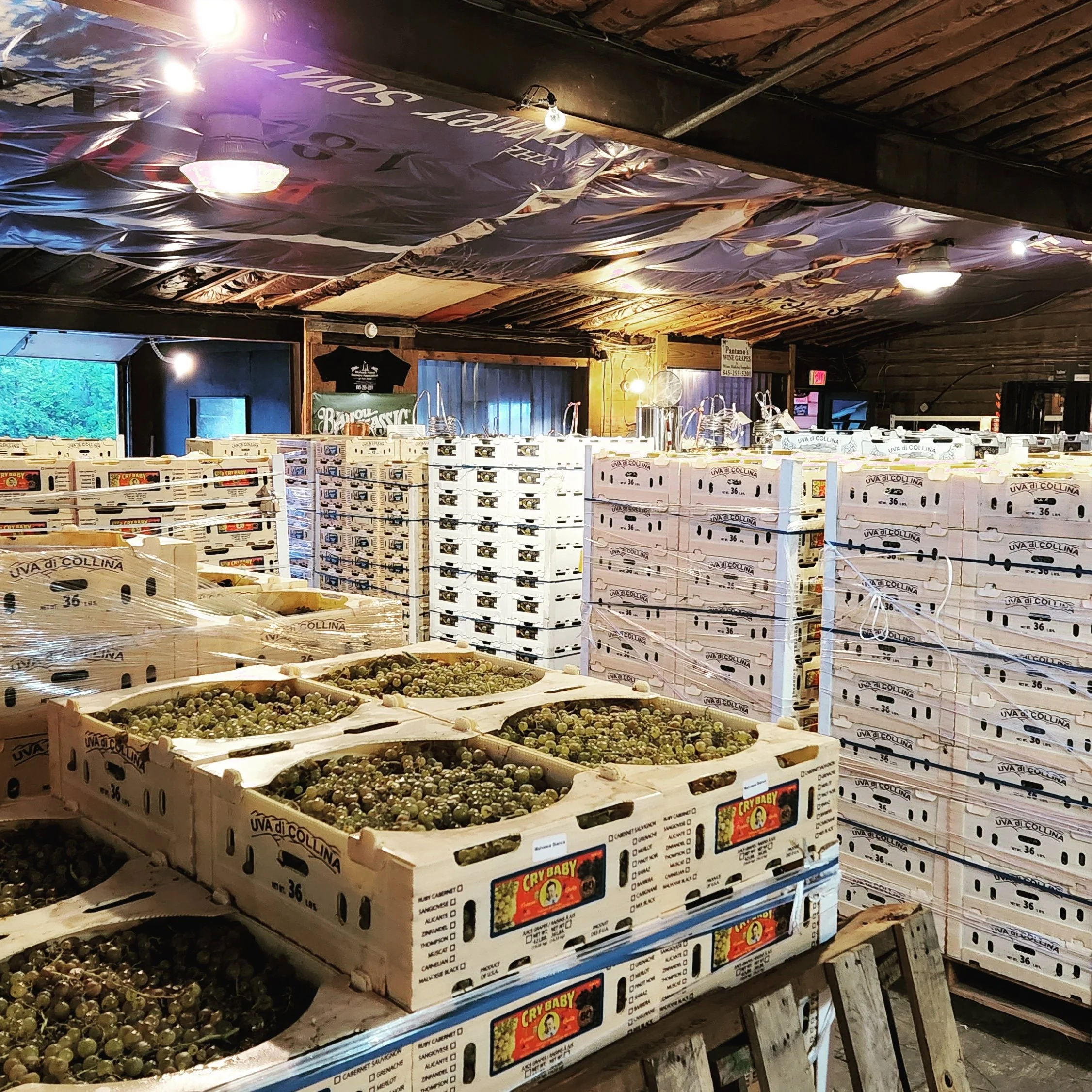 Wine grape crates stacked inside Pantano's for home winemaking