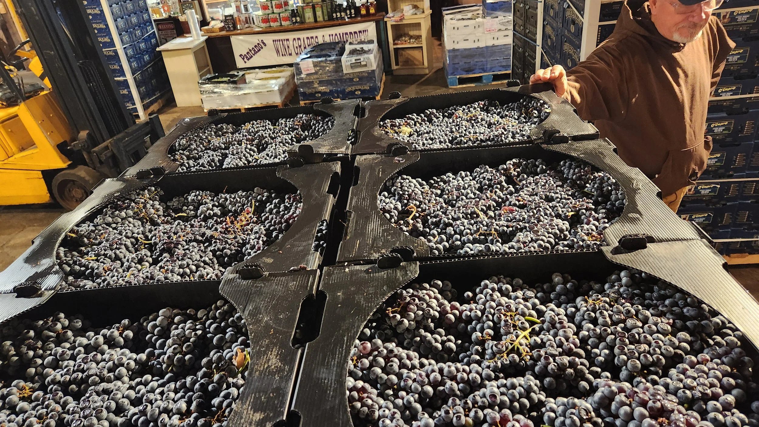 Fresh dark wine grapes in crates during wine grape season