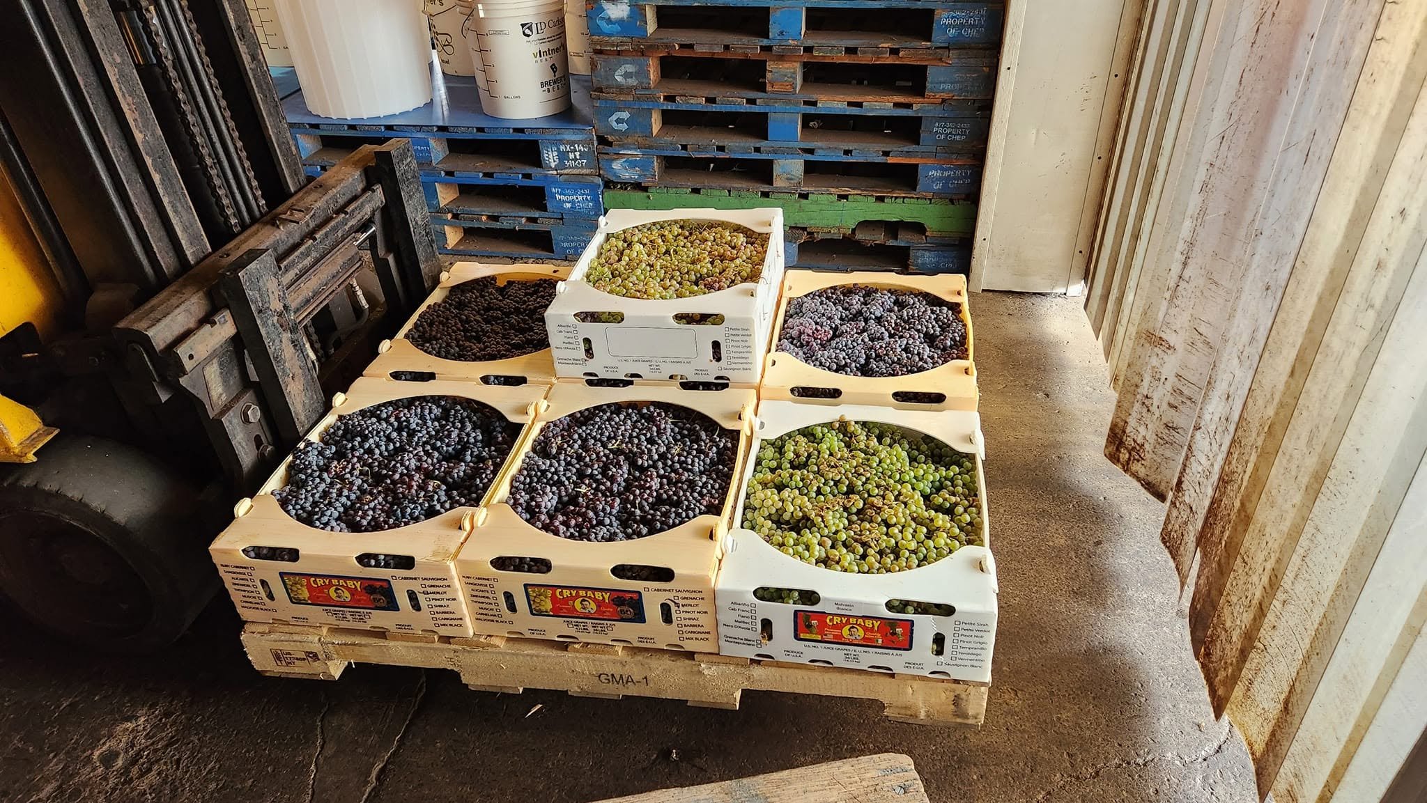 Fresh dark wine grapes in crates for home winemaking