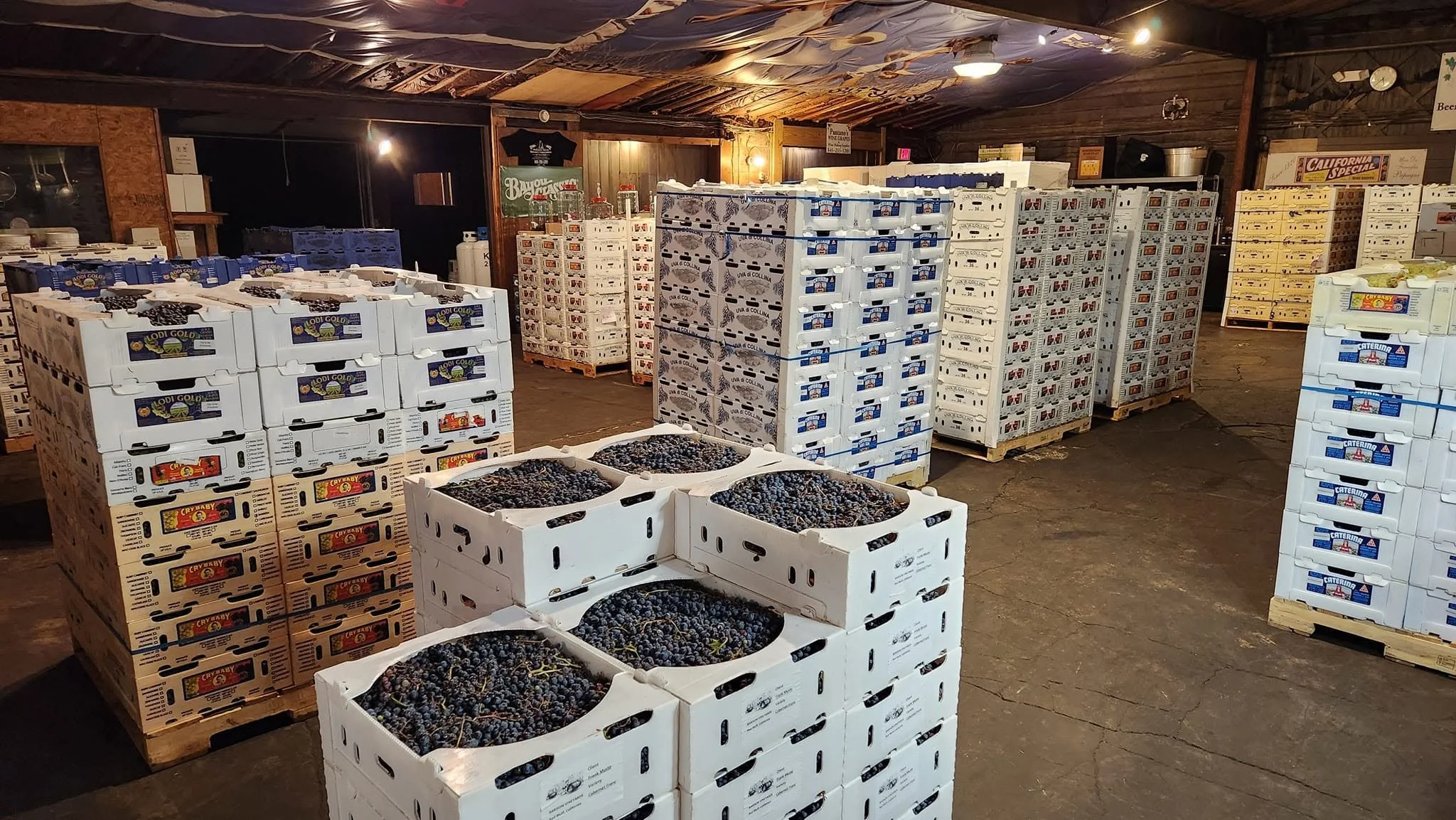 Rows of grape crates stacked for winemaking season at Pantano's