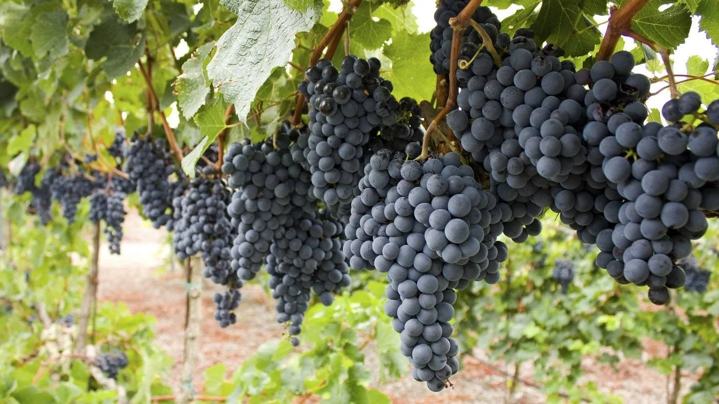 Clusters of wine grapes growing on the vine
