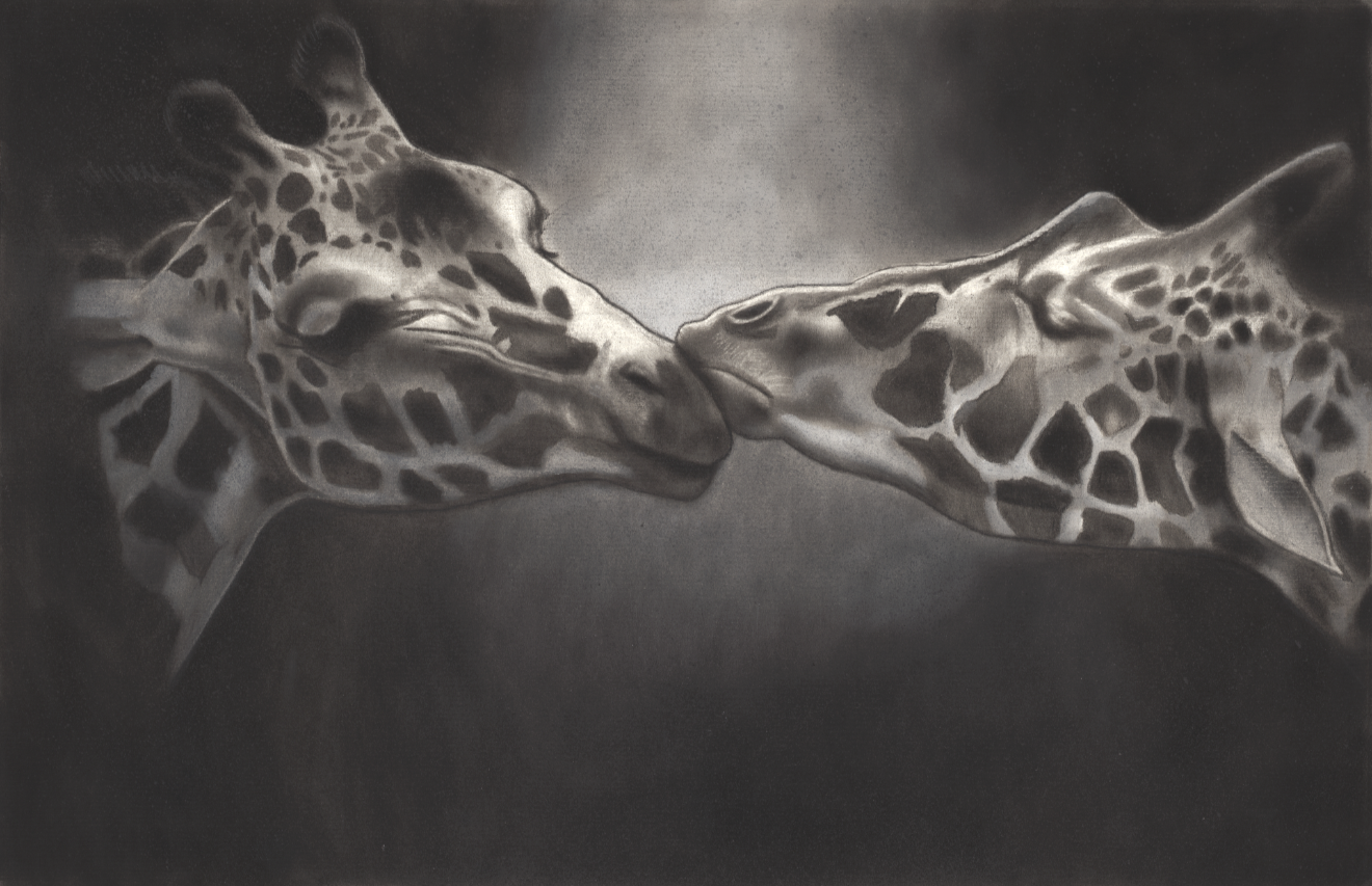 An intimate charcoal portrait of two giraffes meeting in a quiet moment of connection, rendered with dramatic light emerging from deep shadow.
