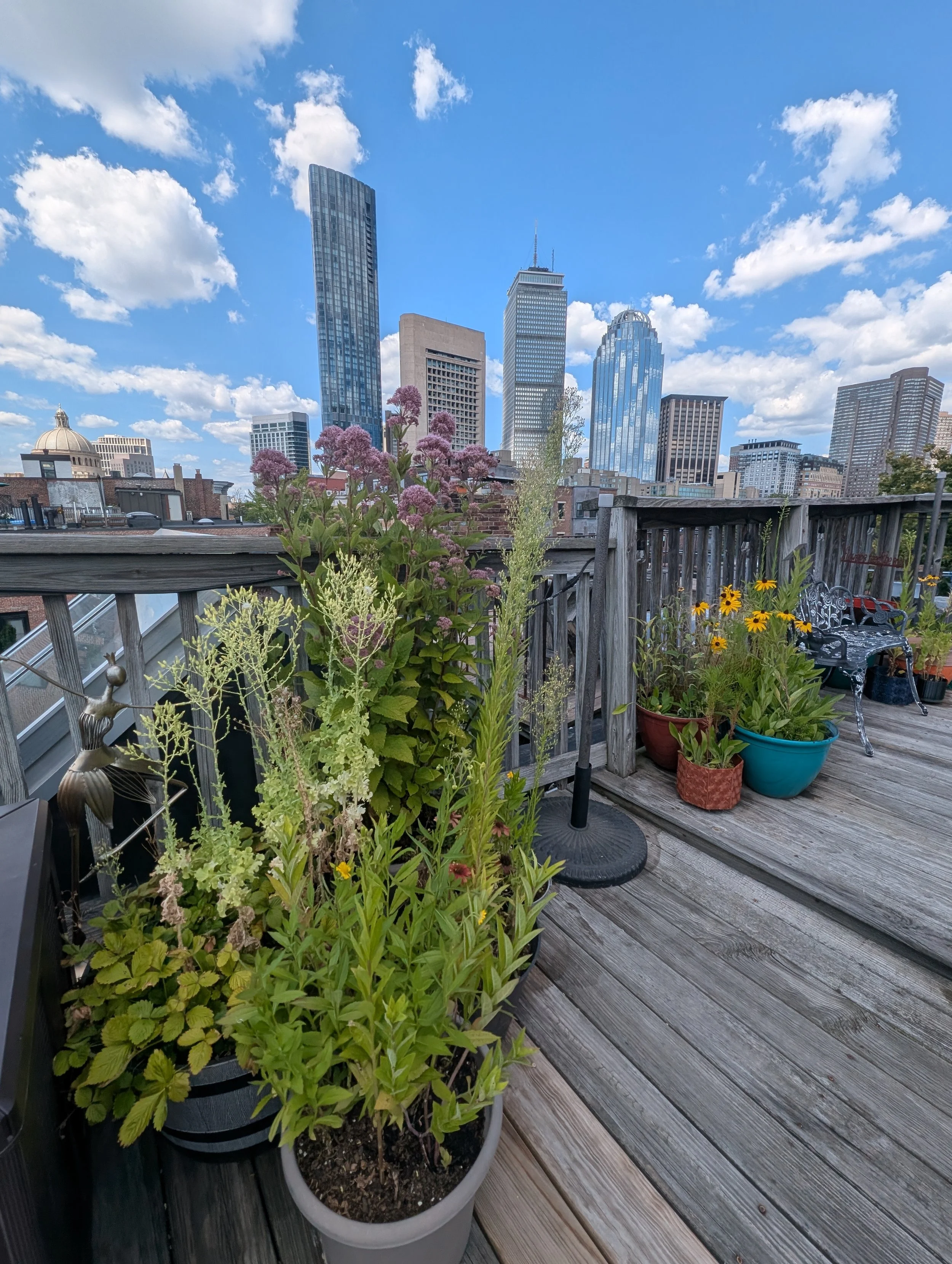 Rooftop container garden overlooking Boston's South End and skyline.