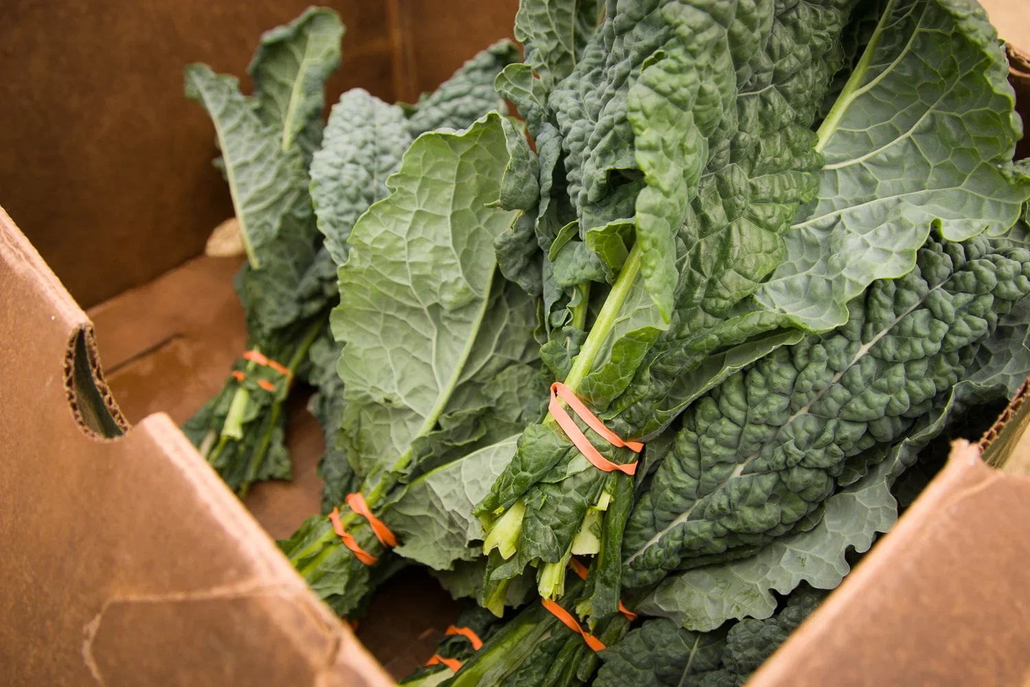 1_urban_agriculture_-14.webp