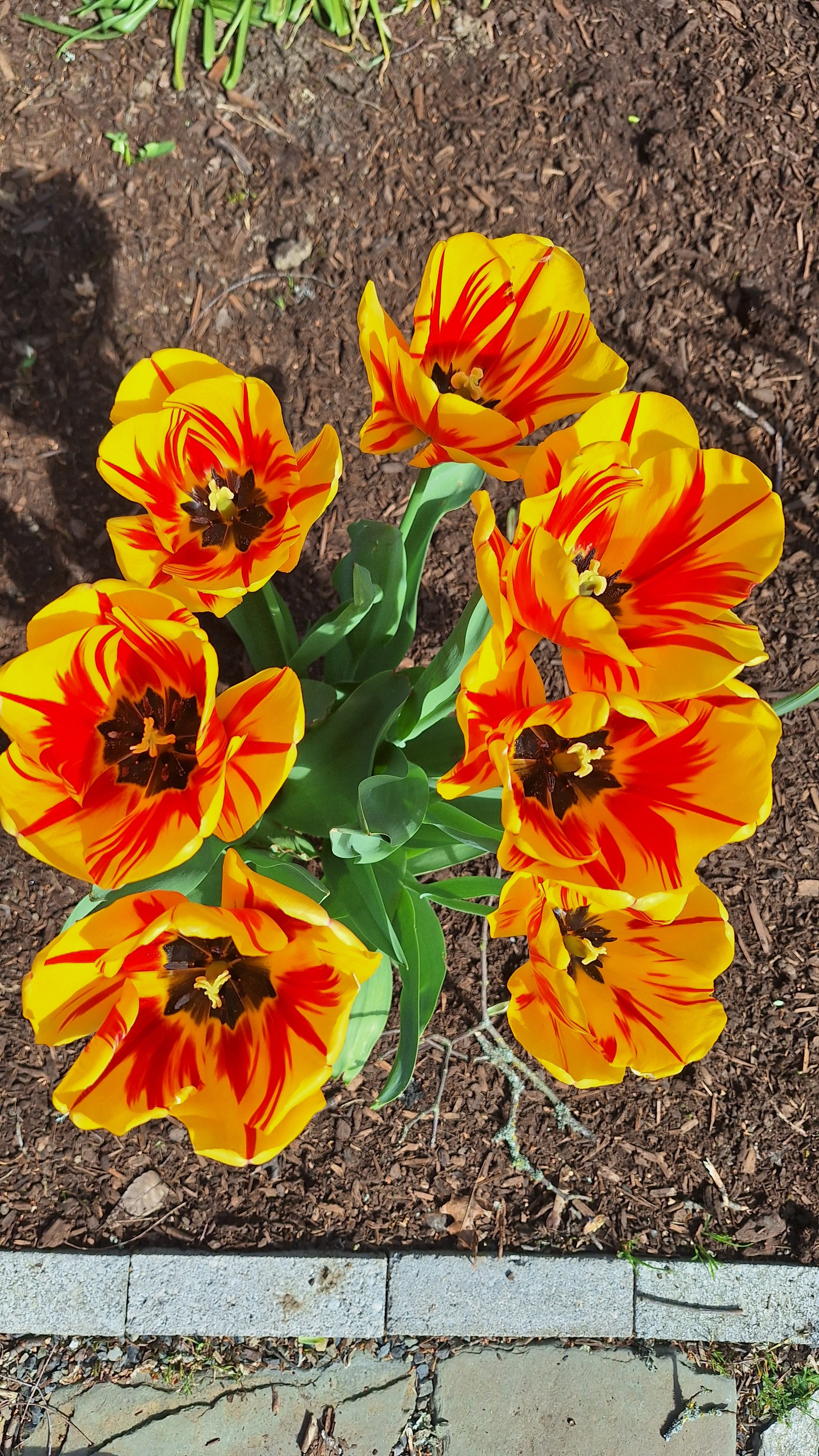 Yellow tulips with red streaks and dark centers planted in soil, with a border of bricks and stones at the bottom.