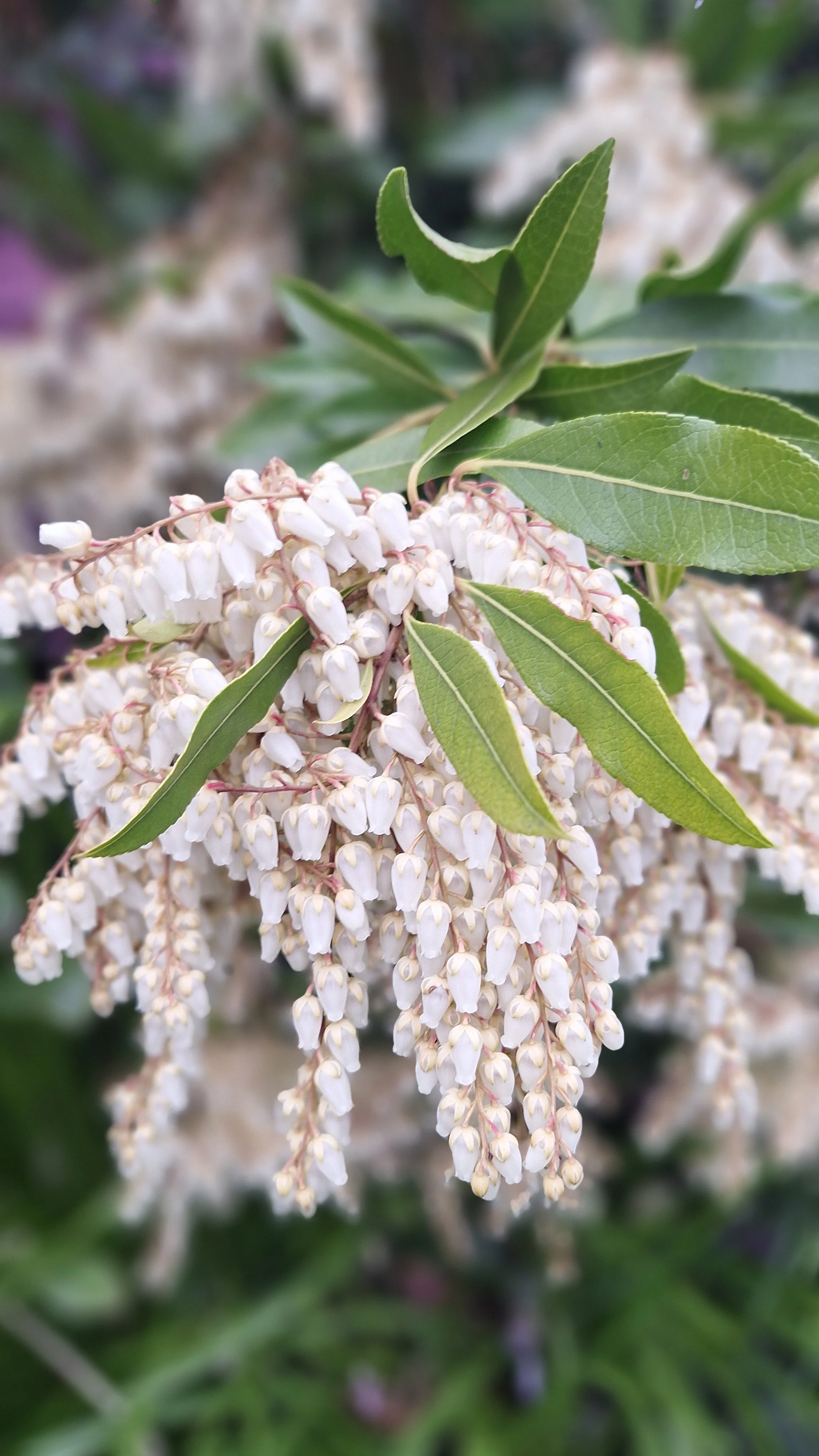 Close-up of white flower clusters and green leaves on a plant.
