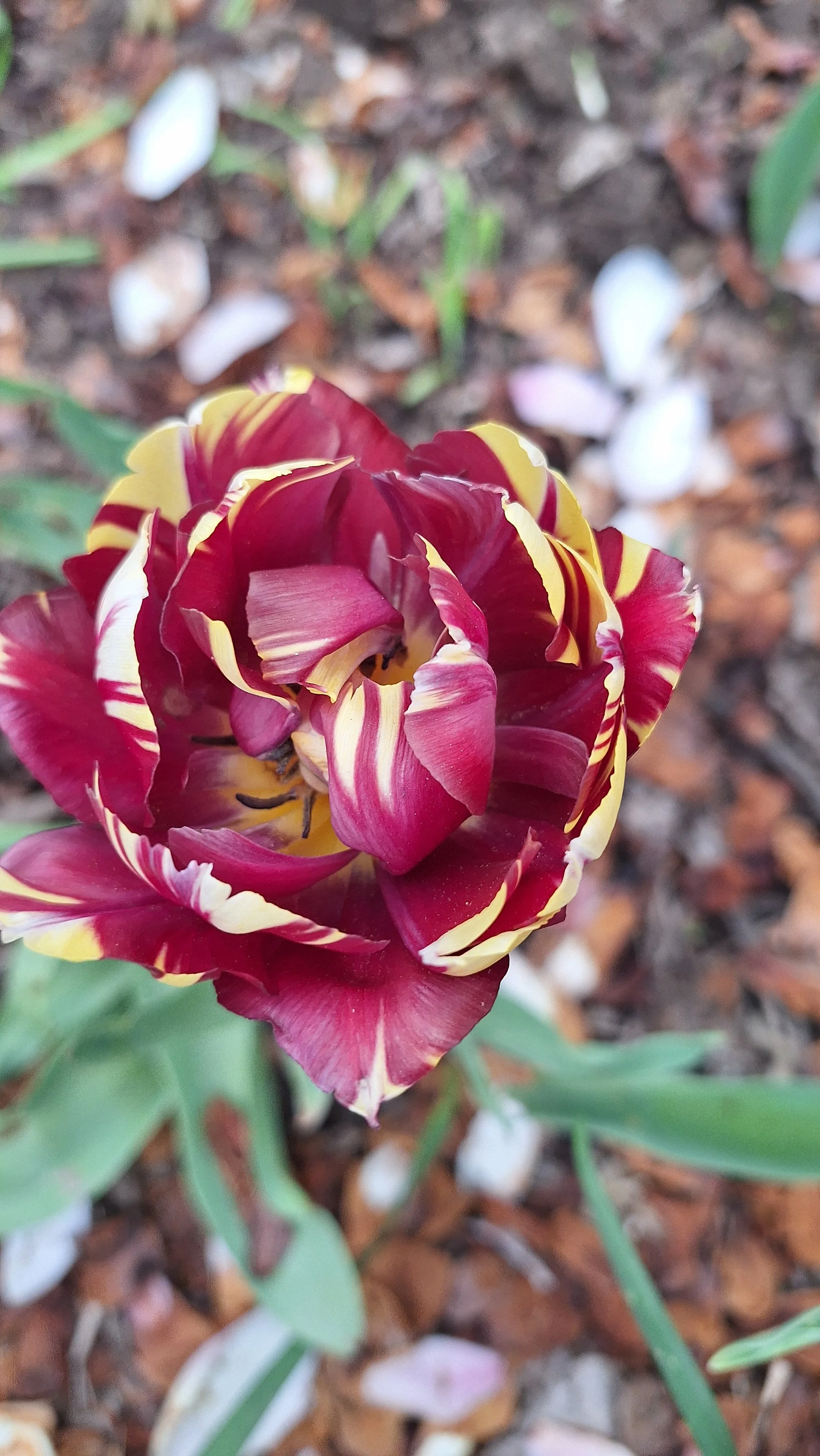 Close-up of a multicolored tulip flower with red, yellow, and white striped petals growing in a garden with brown mulch and green leaves.