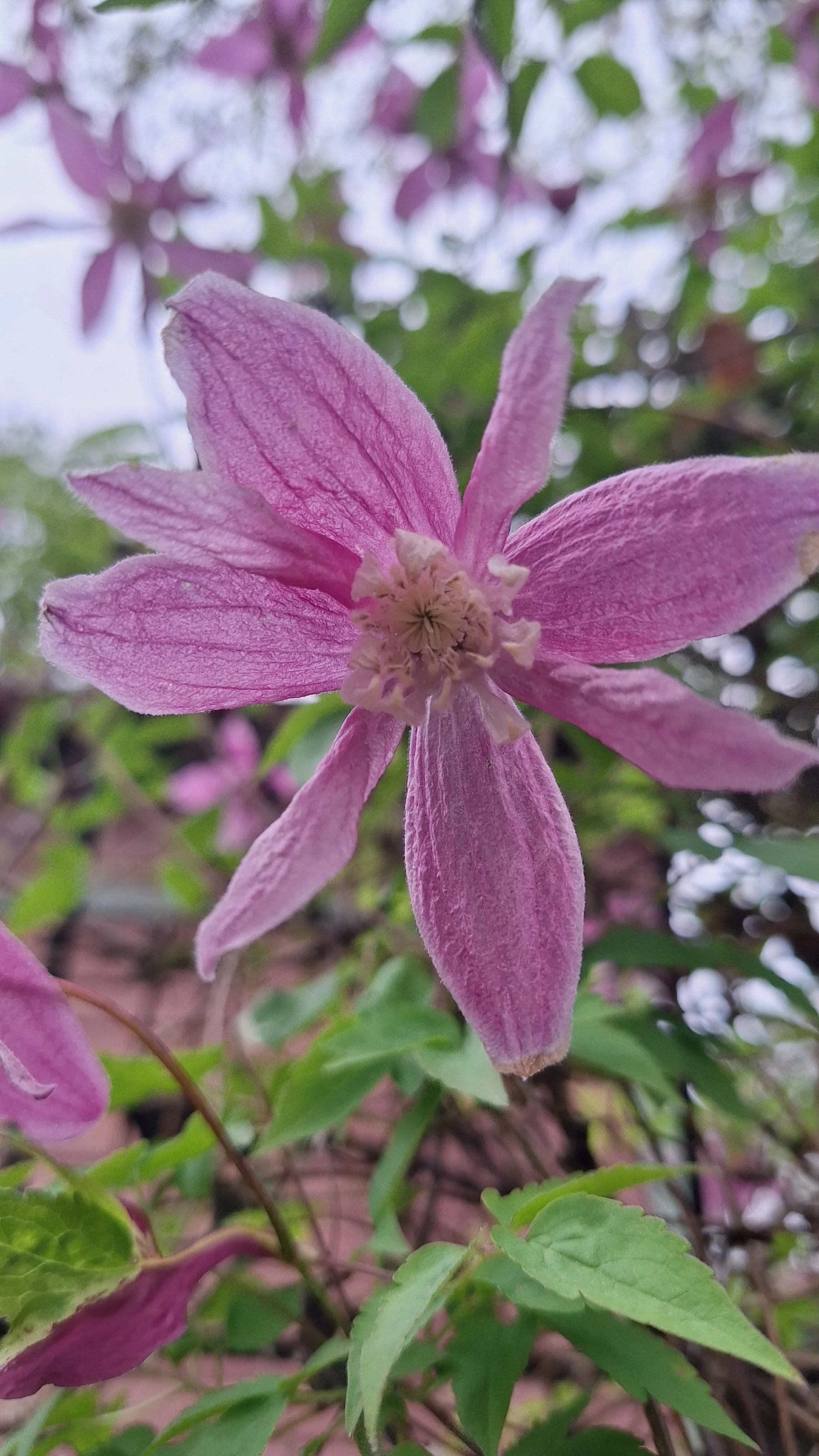 Close-up of a pink flower with six petals and a cluster of stamens in the center, surrounded by green leaves.