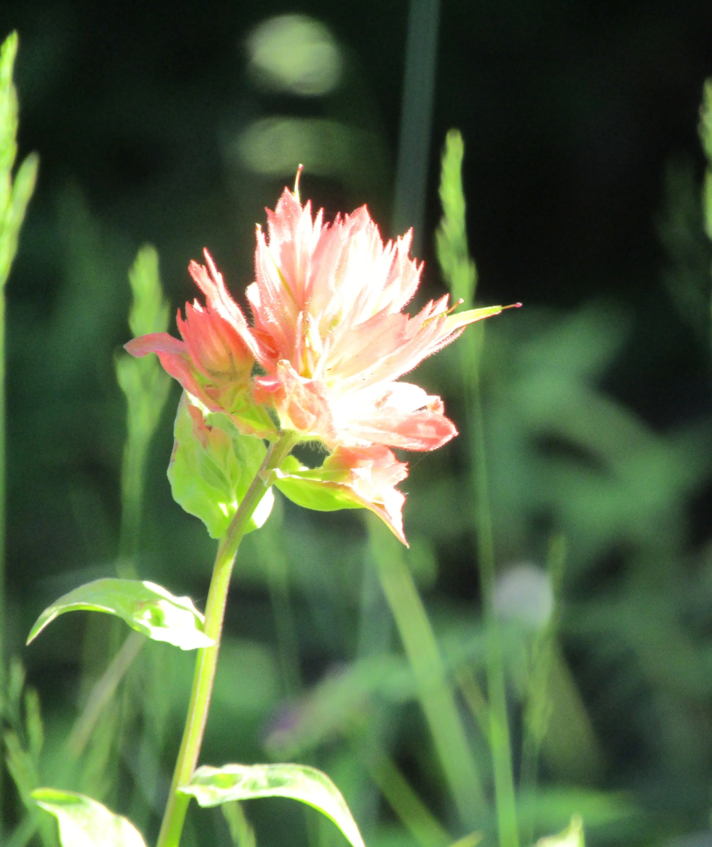 Close-up of pink and white flower with green leaves, dark background