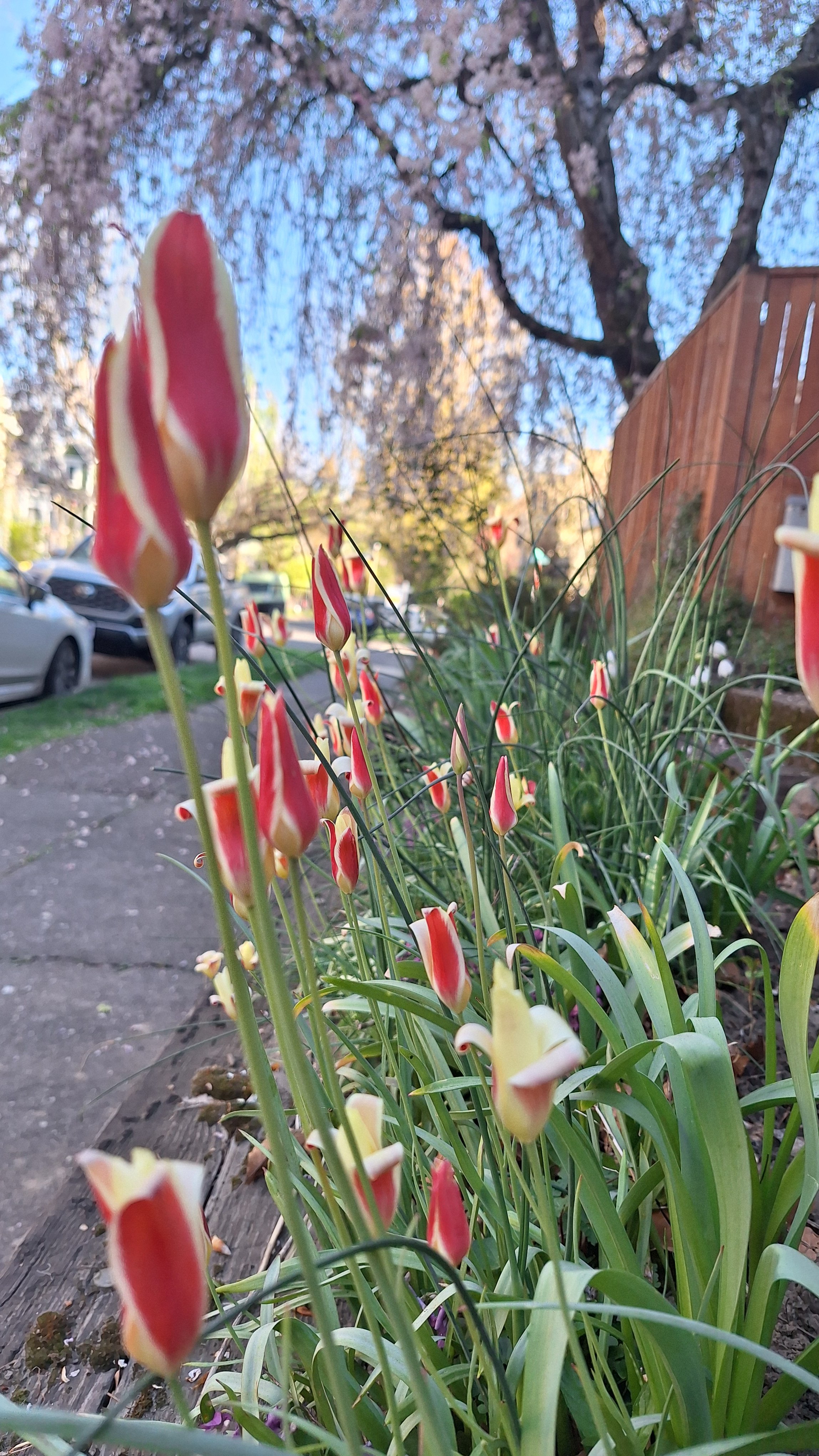 Close-up view of red and yellow striped tulips growing in a garden along a sidewalk with trees and parked cars in the background.