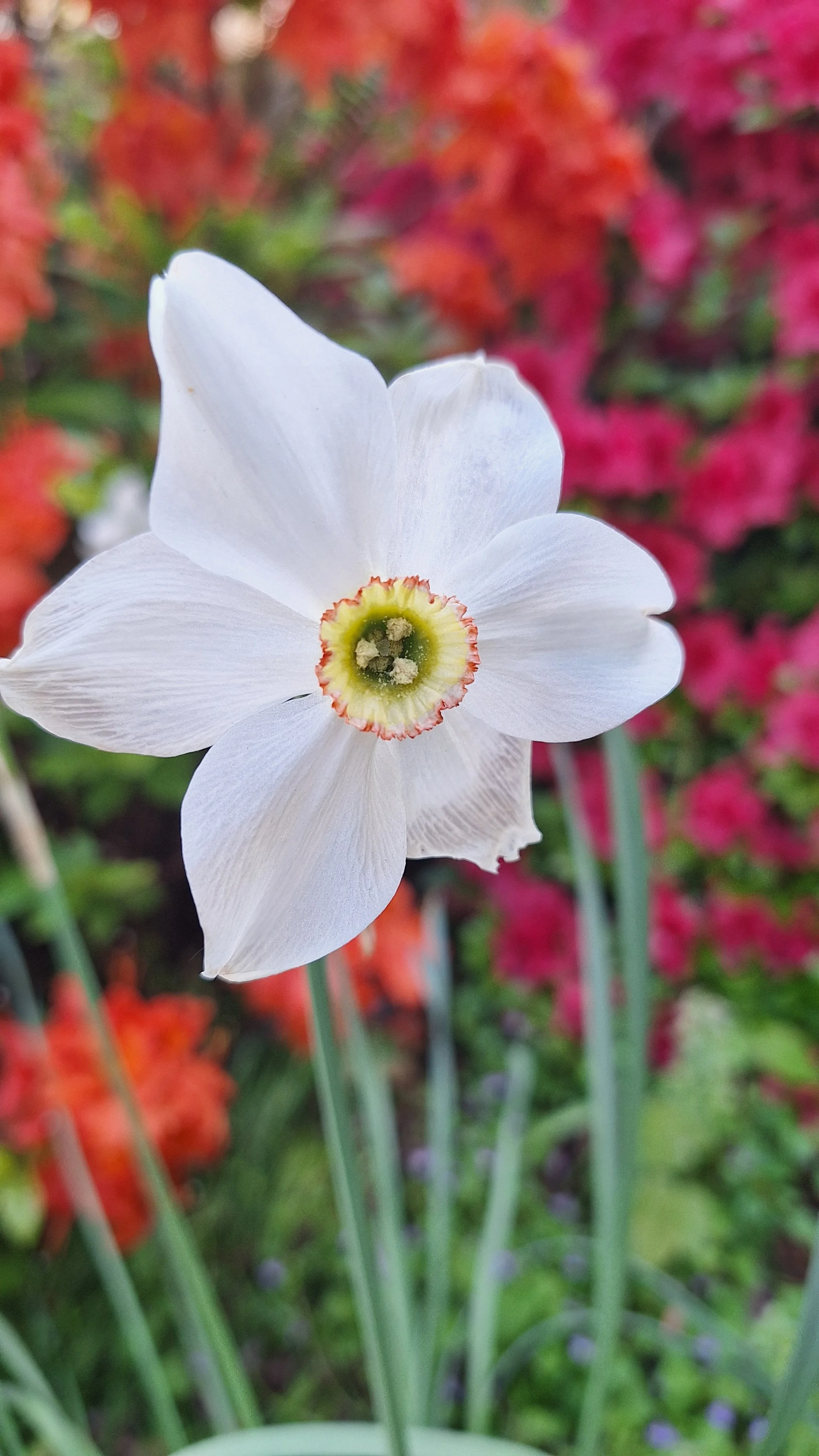 Close-up of a white daffodil flower with a yellow and red center, against a background of colorful blurred flowers.
