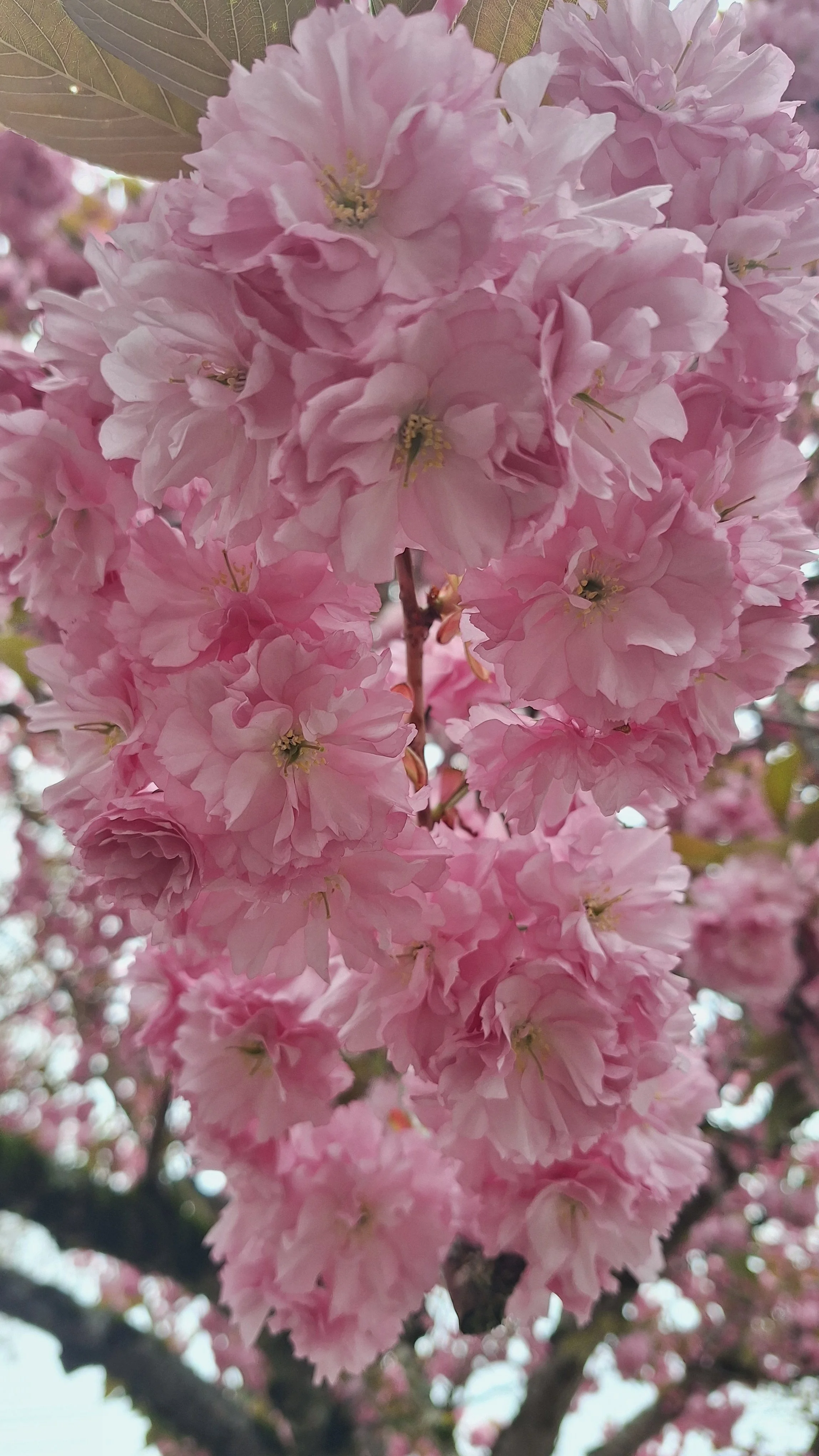 Close-up of pink cherry blossoms on a tree branch.
