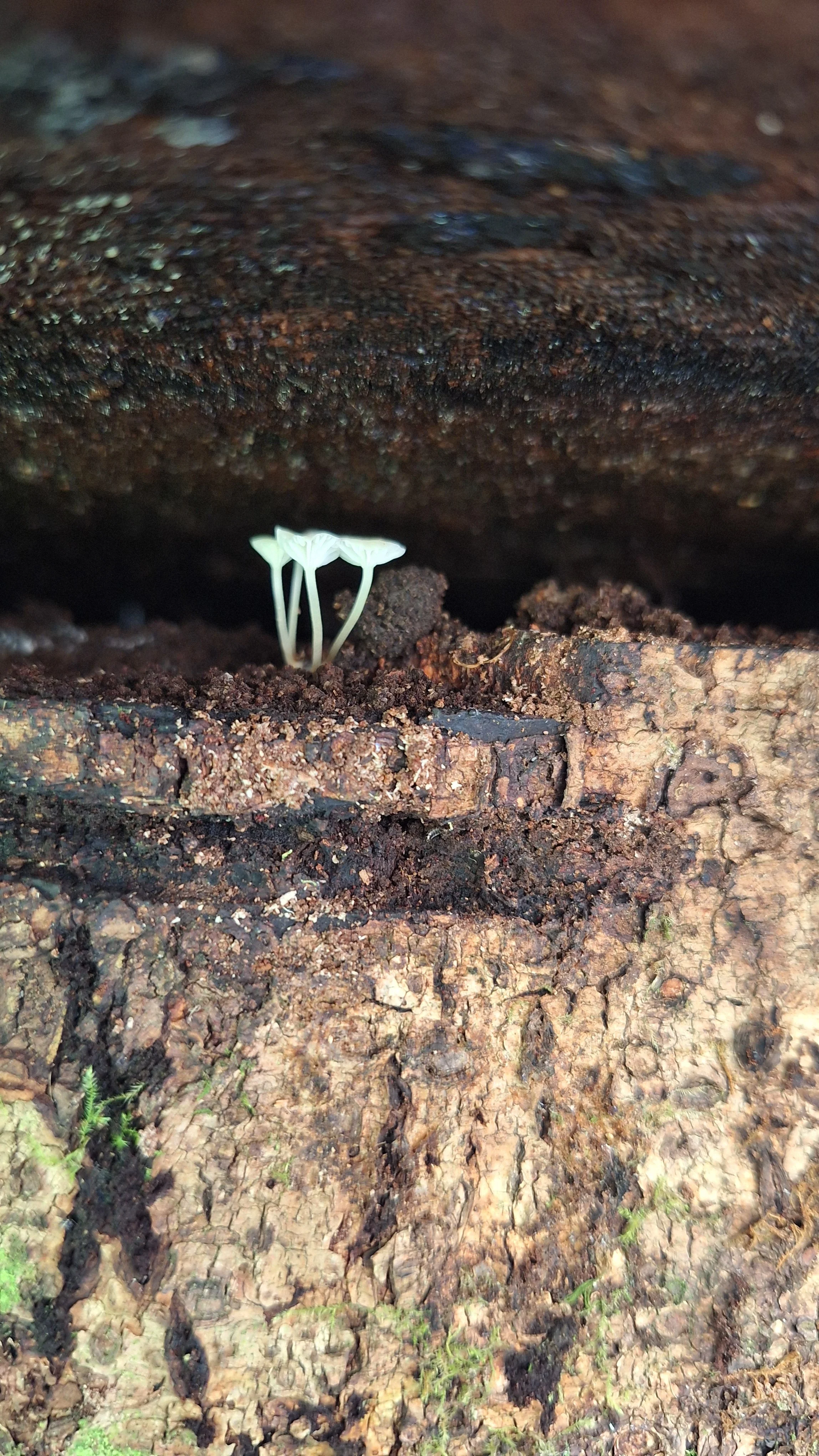Close-up of tree bark with small white fungi growing on a crack, dark shadowed area in the middle of the bark.