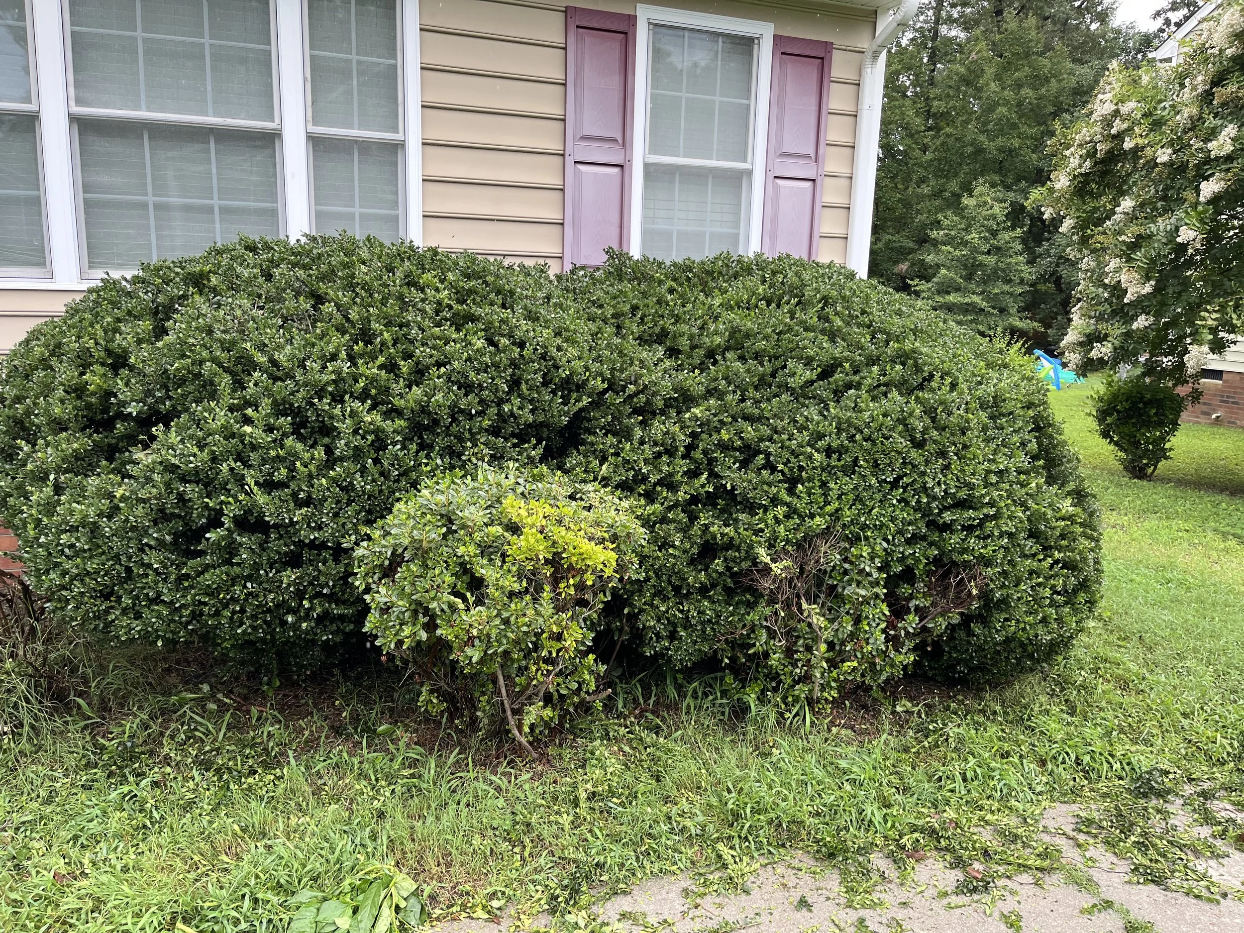 Bushes in front of a house with beige siding and pink shutters, with a tree to the right and a small blue slide in the background.