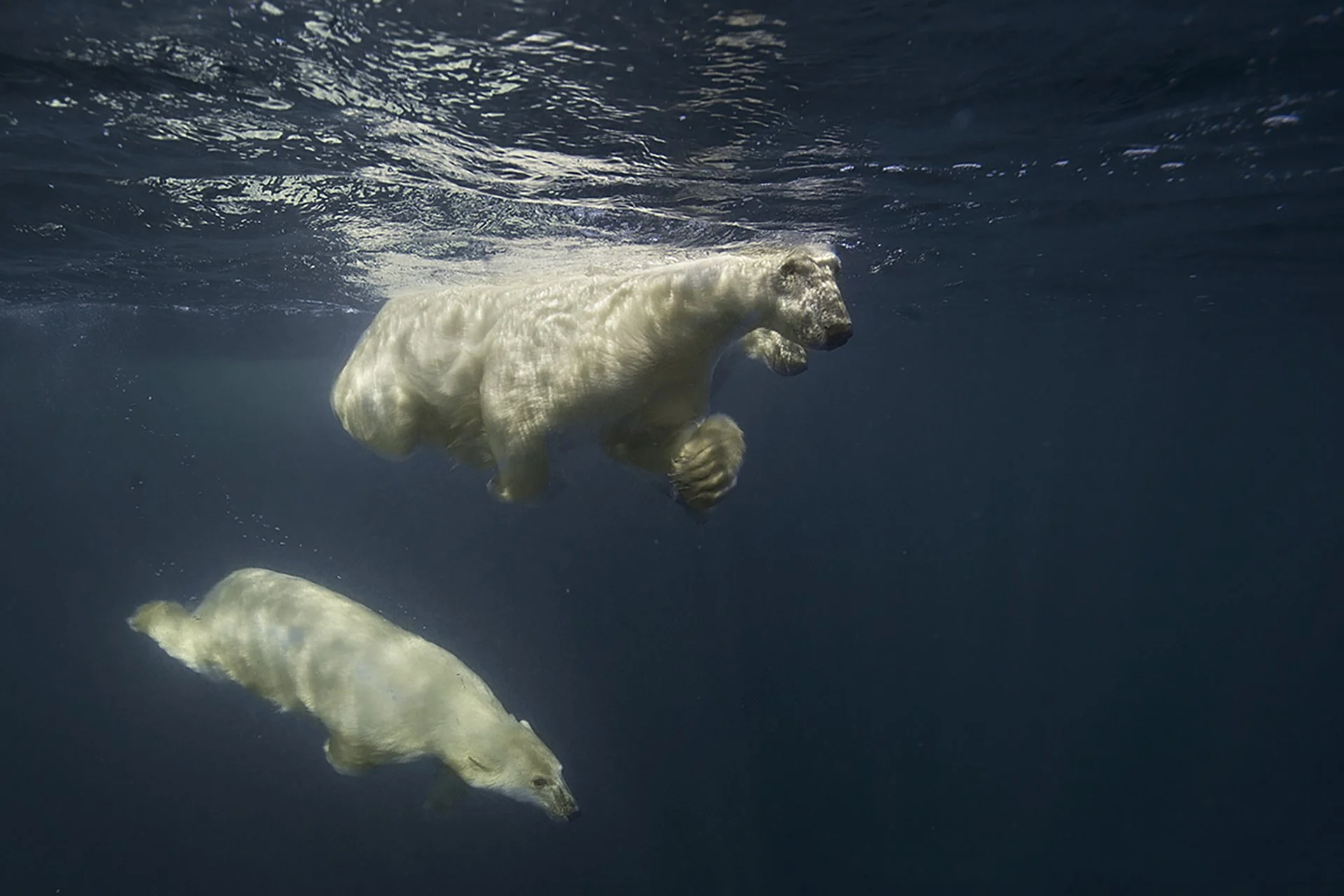 V_Polar bear young dive_9842.jpg