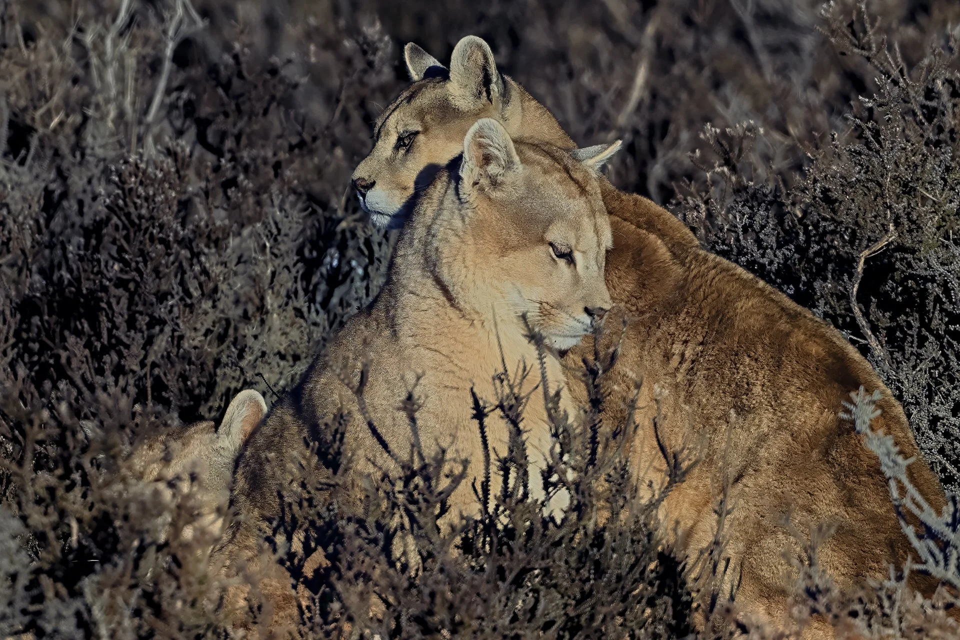 Chile Puma