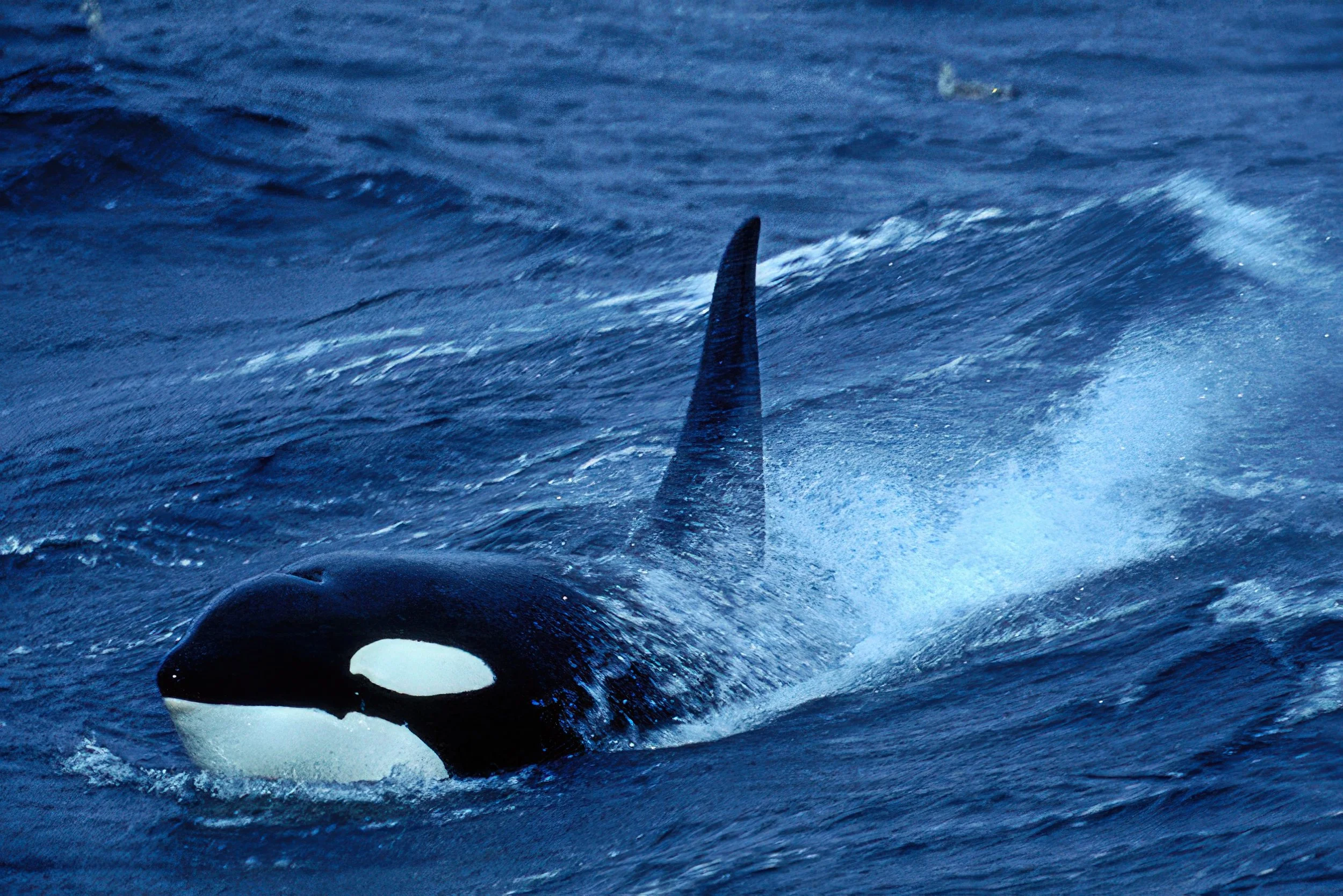Norway Orcas