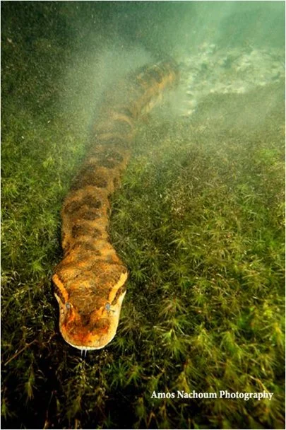 Anaconda.jpg