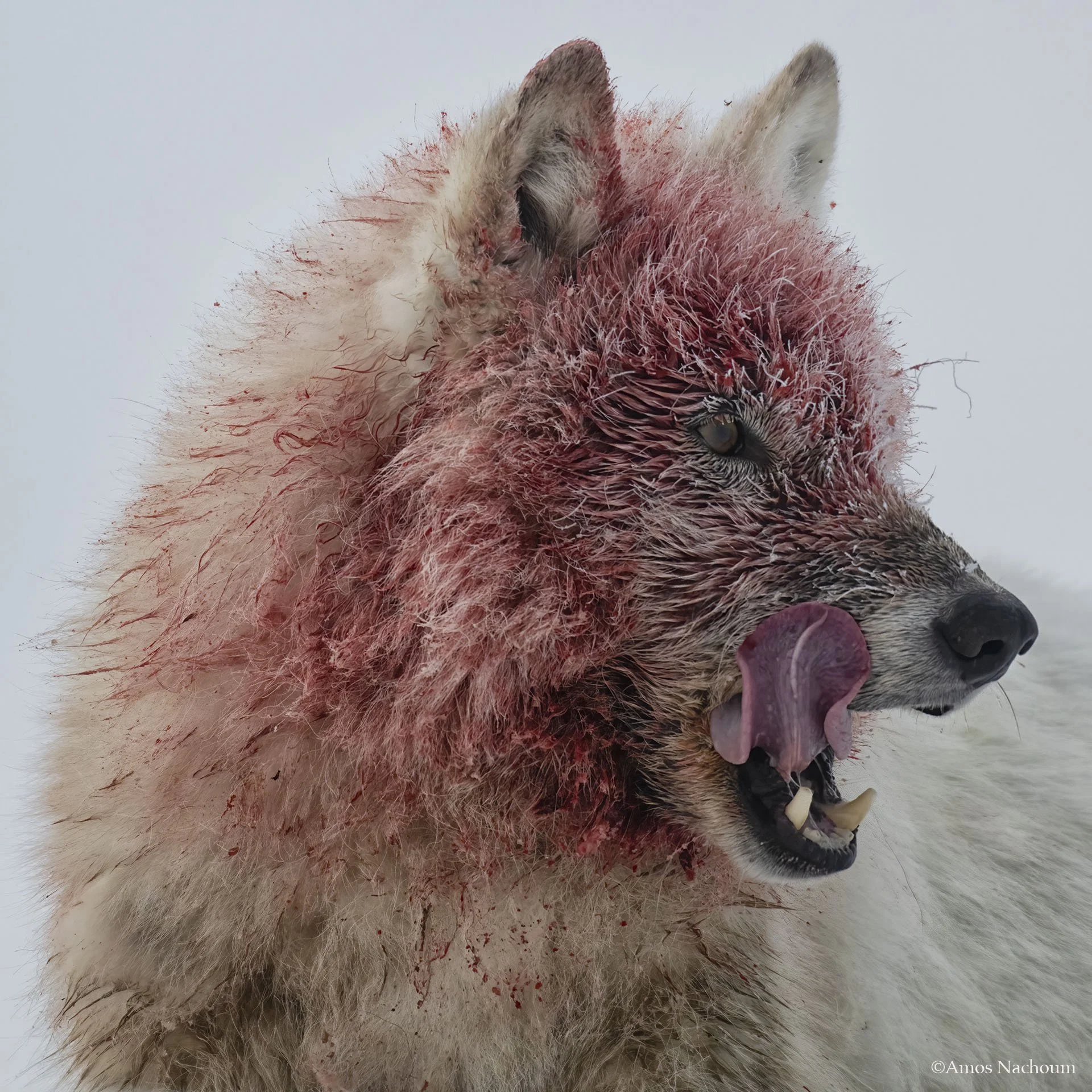 Wolf, licking good.jpg