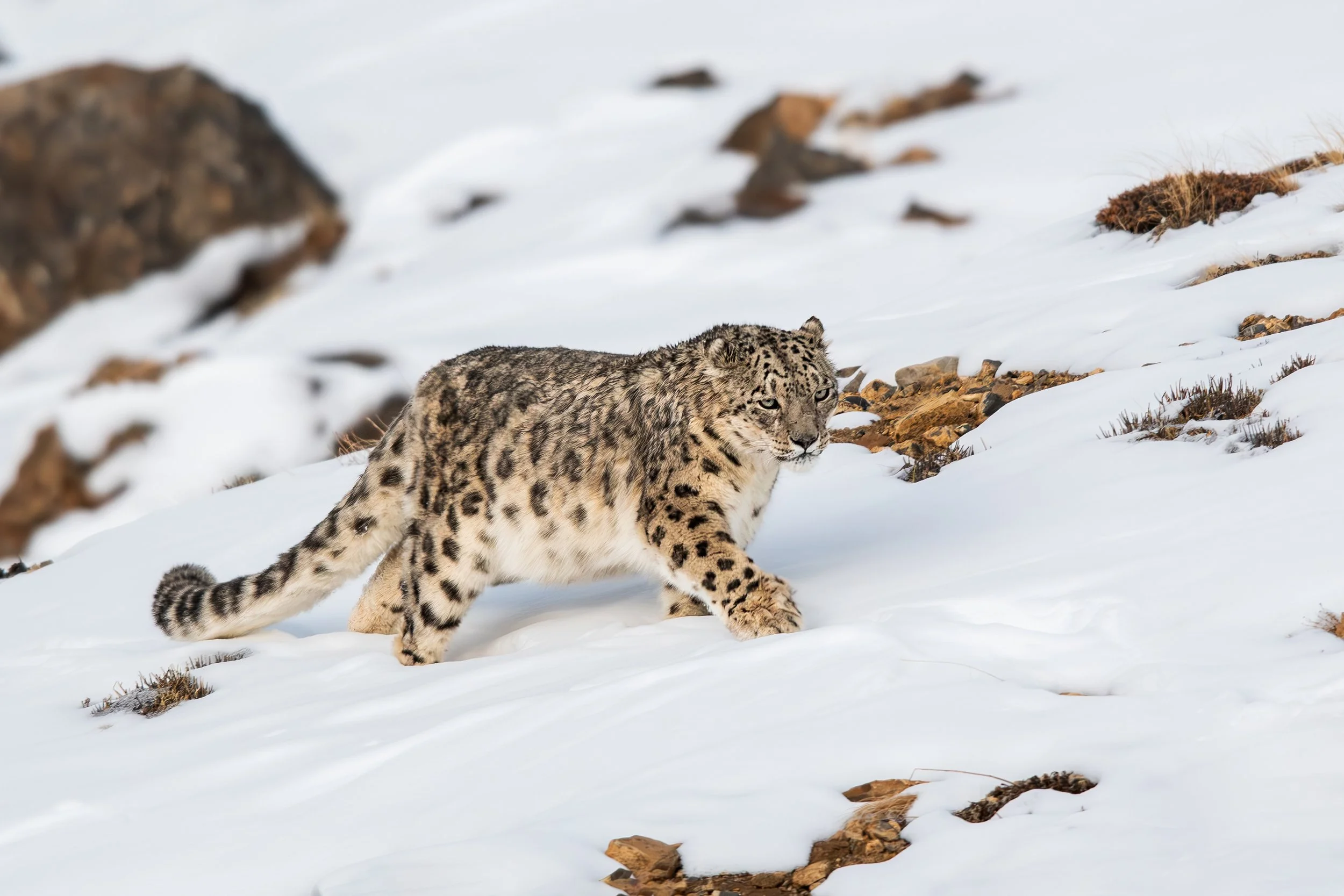 India Snow Leopard
