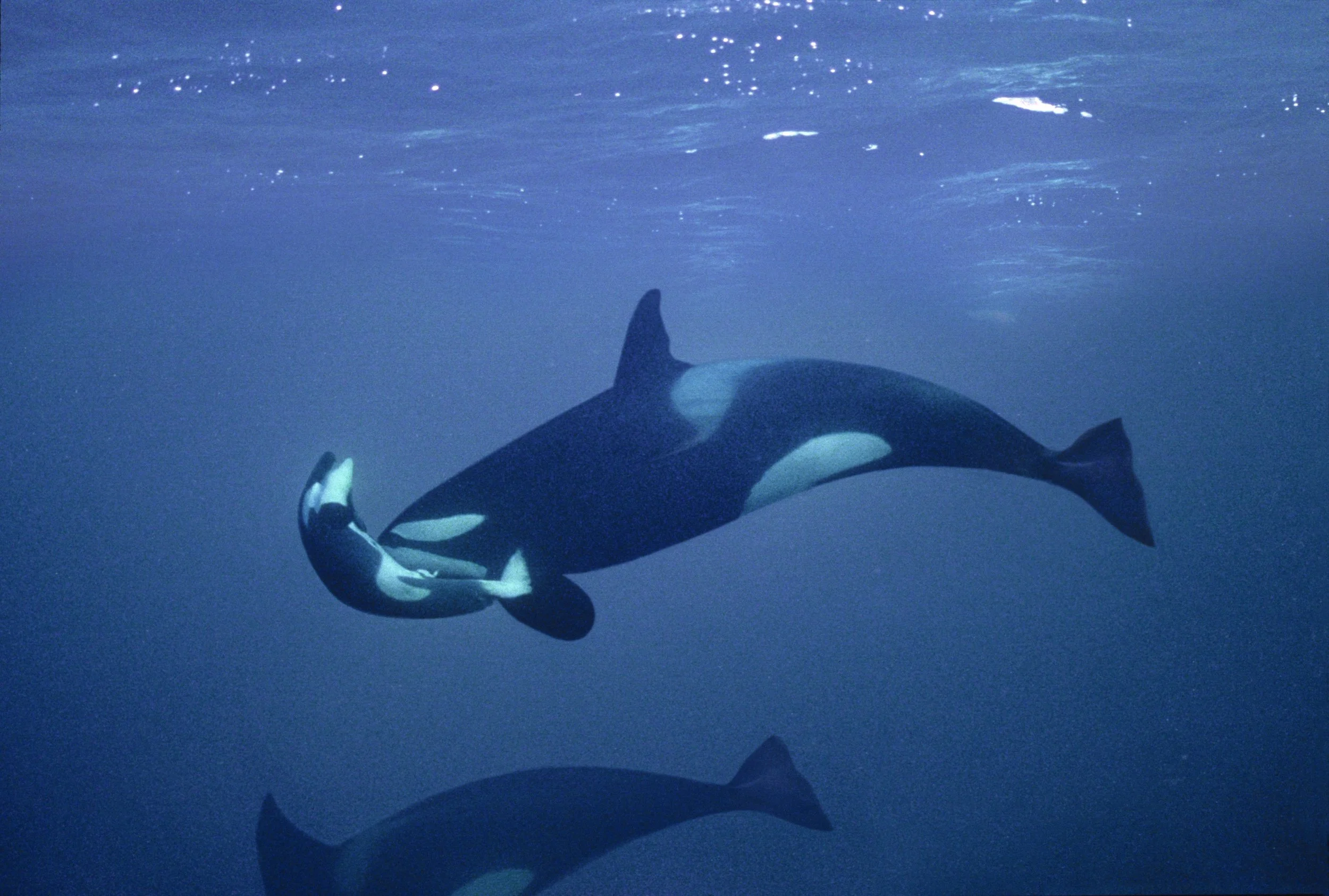 Orca&DeadCalf copy.jpg