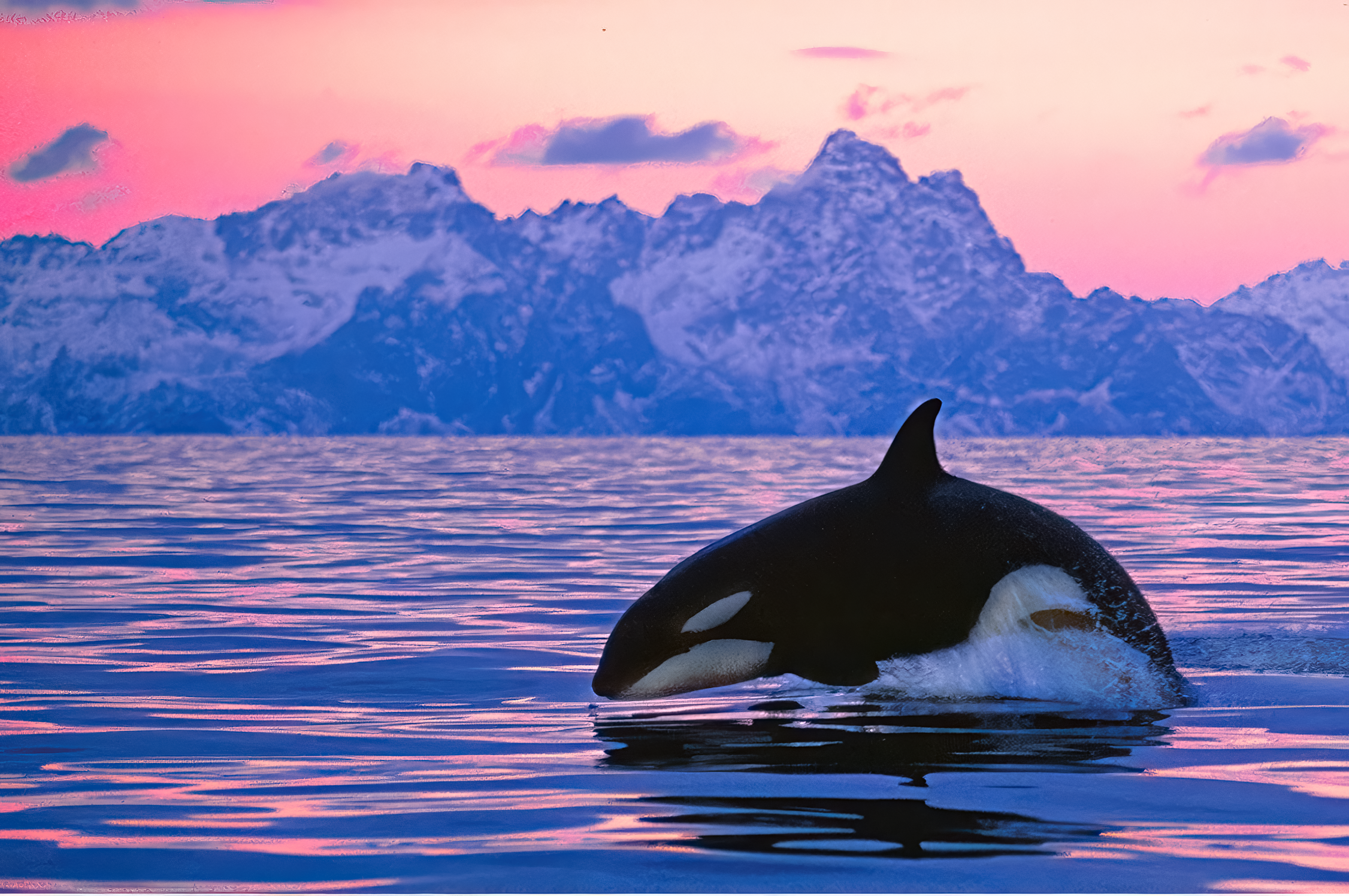 Orca in the Fjord .png