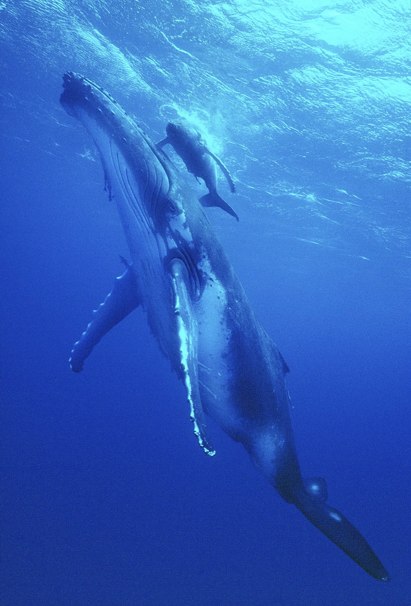 X-HumpbackMom&Calf.jpg