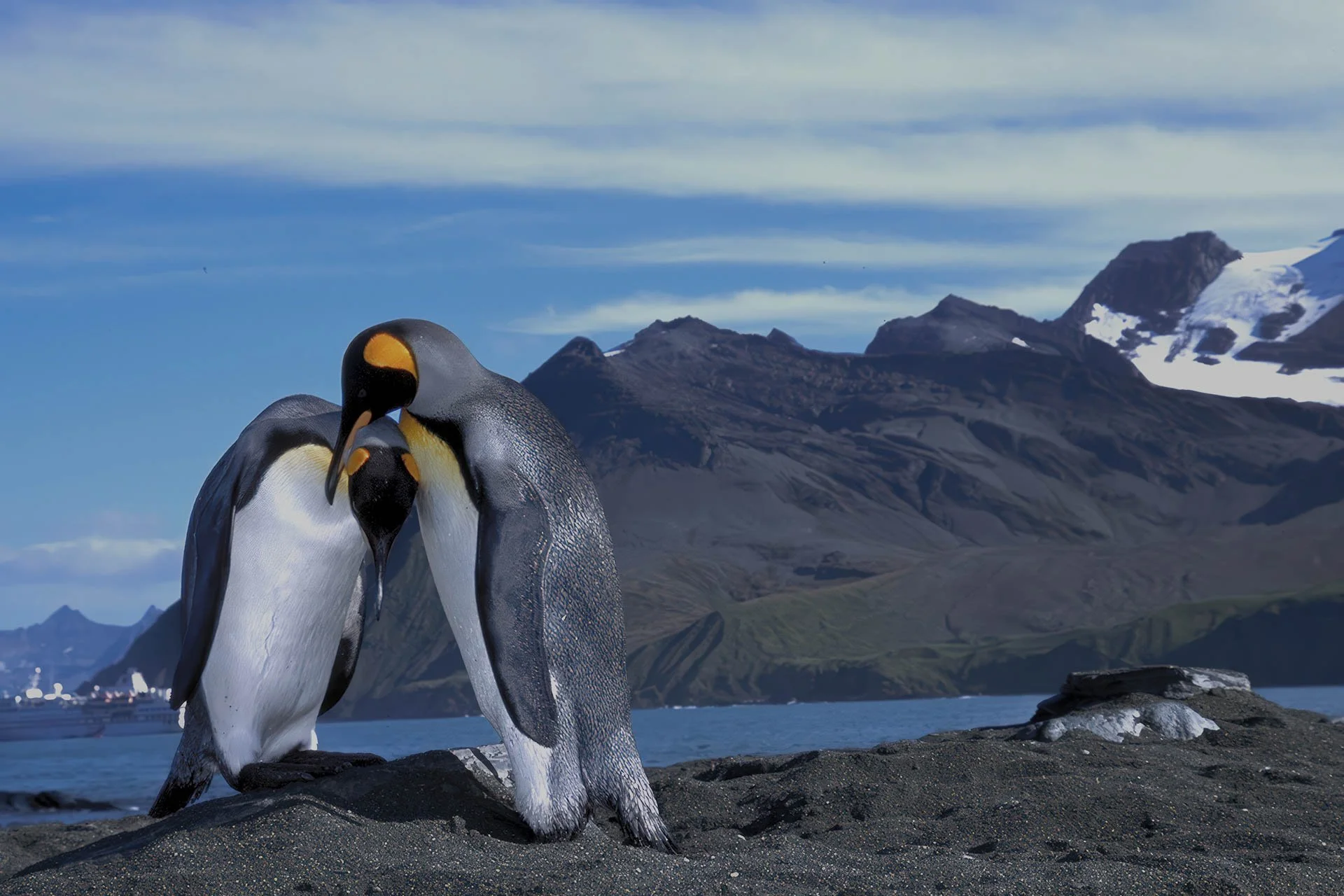 Hugging Kings, penguin.jpg
