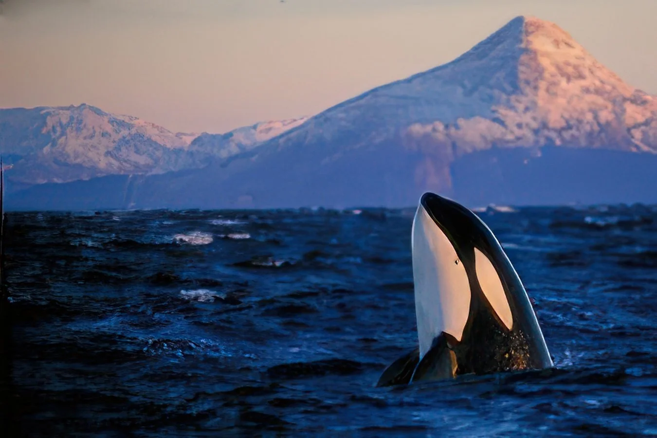 Orca spyhoping4066219691-gigapixel-high fidelity v2-6x.jpg