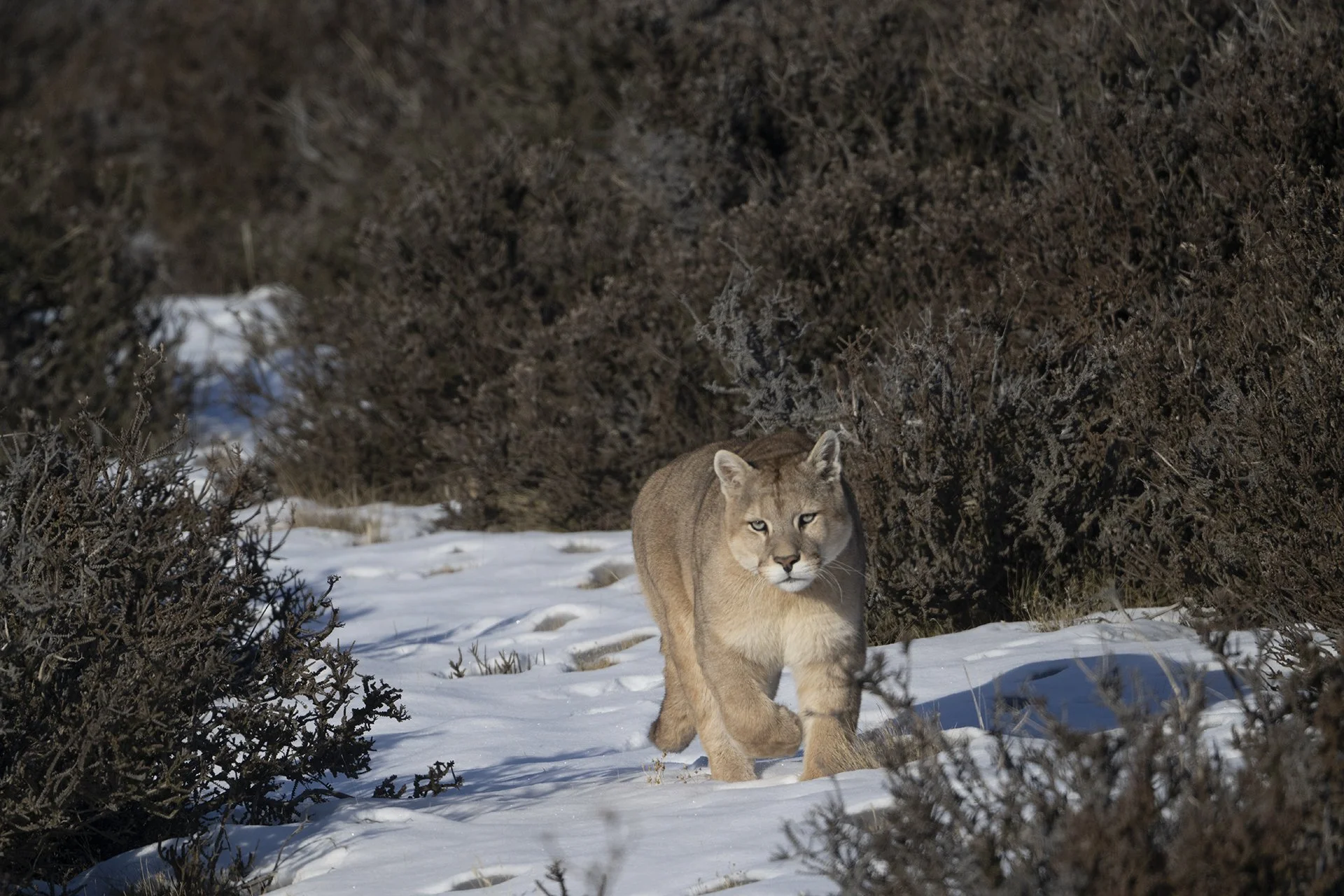  Peluso, son of Raya walking on fresh snow.jpg