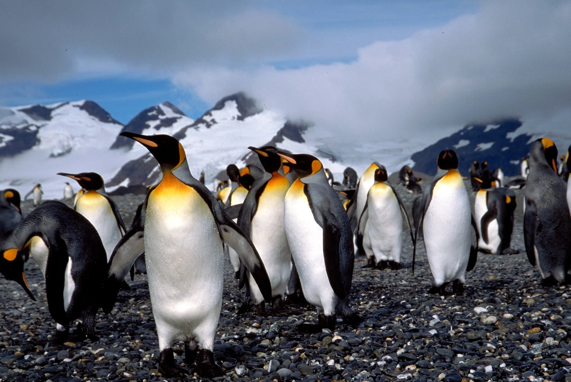 (s) King Penguins on the beach II.jpg