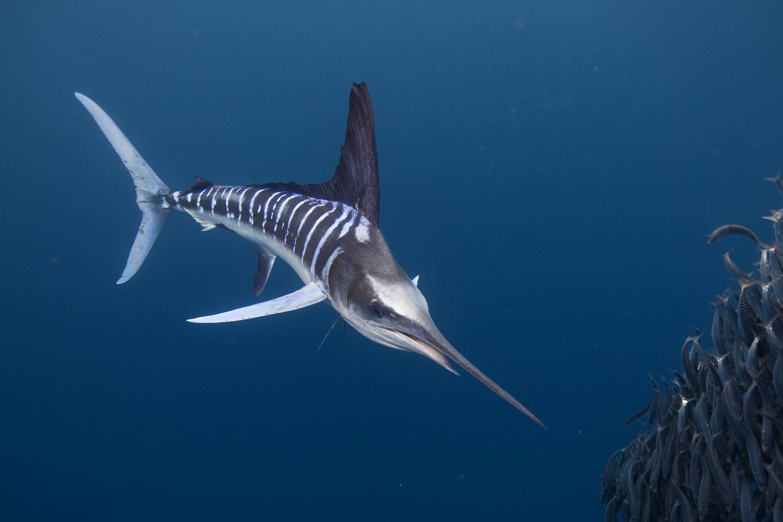 Striped Marlin onThe Hunt.jpg