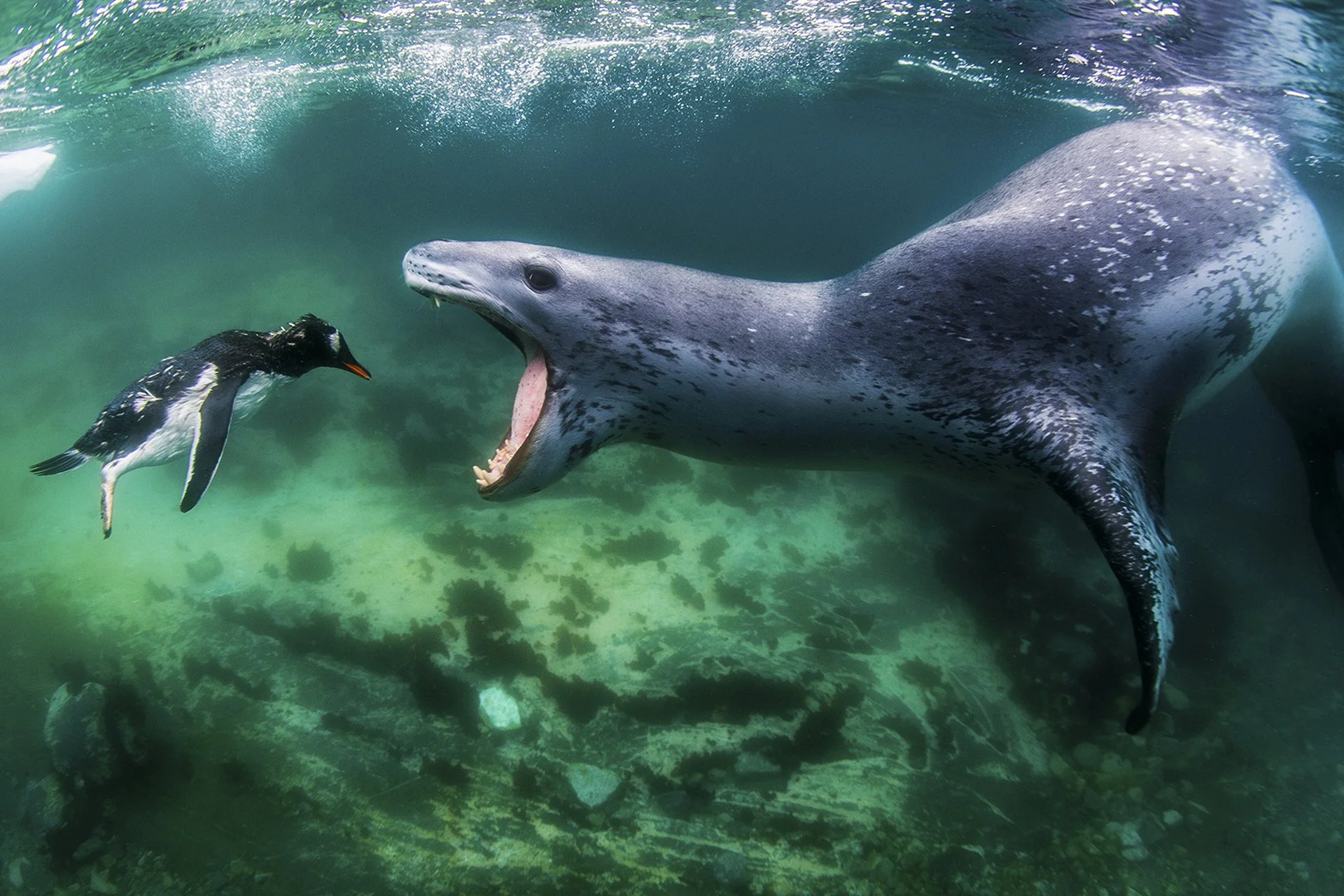 Antarctica - Penguin and Leopard Seal copy.jpg