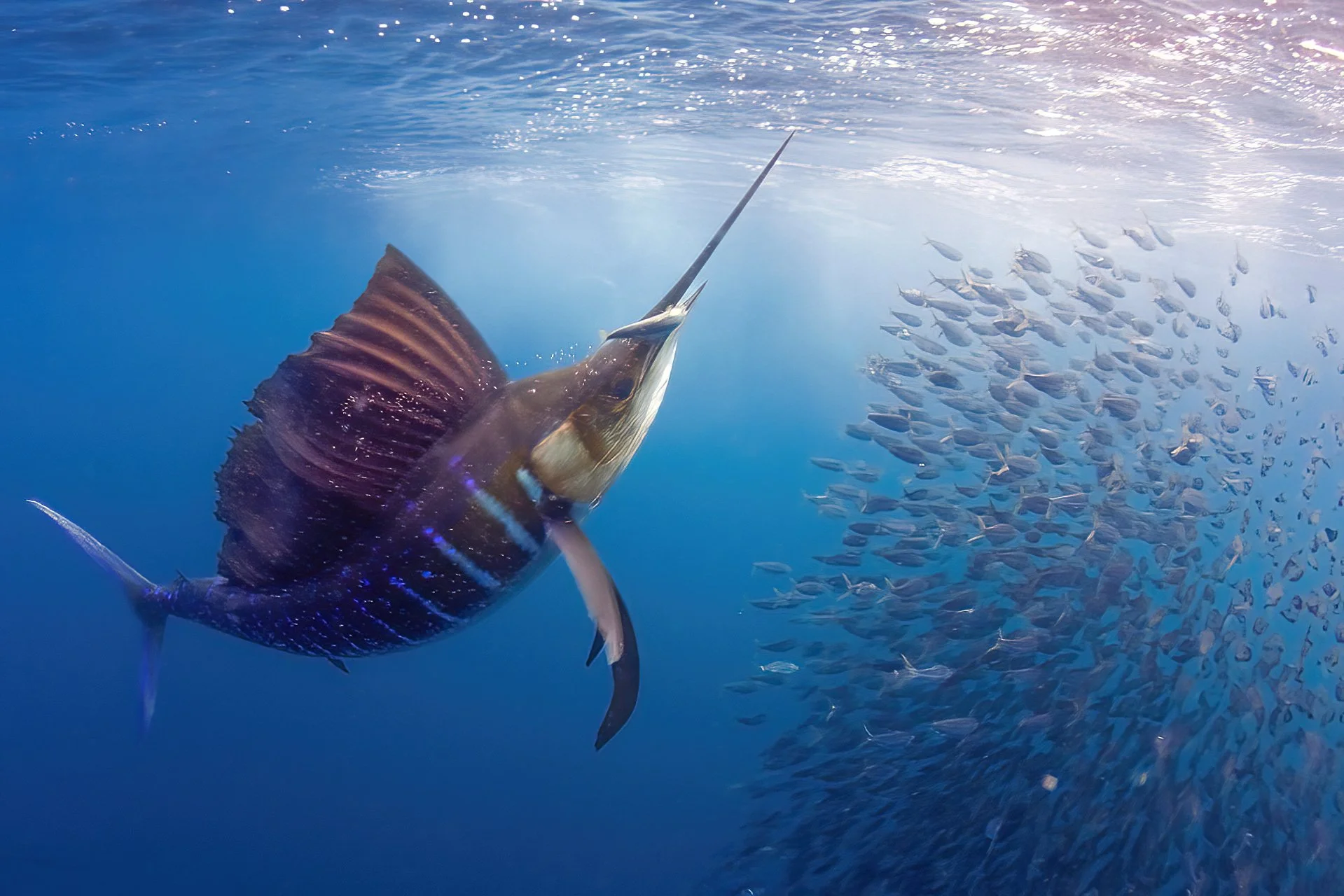 Sailfish catch.jpg