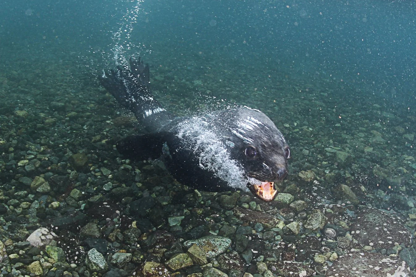 Sealion Antarctica- warning0729.jpg