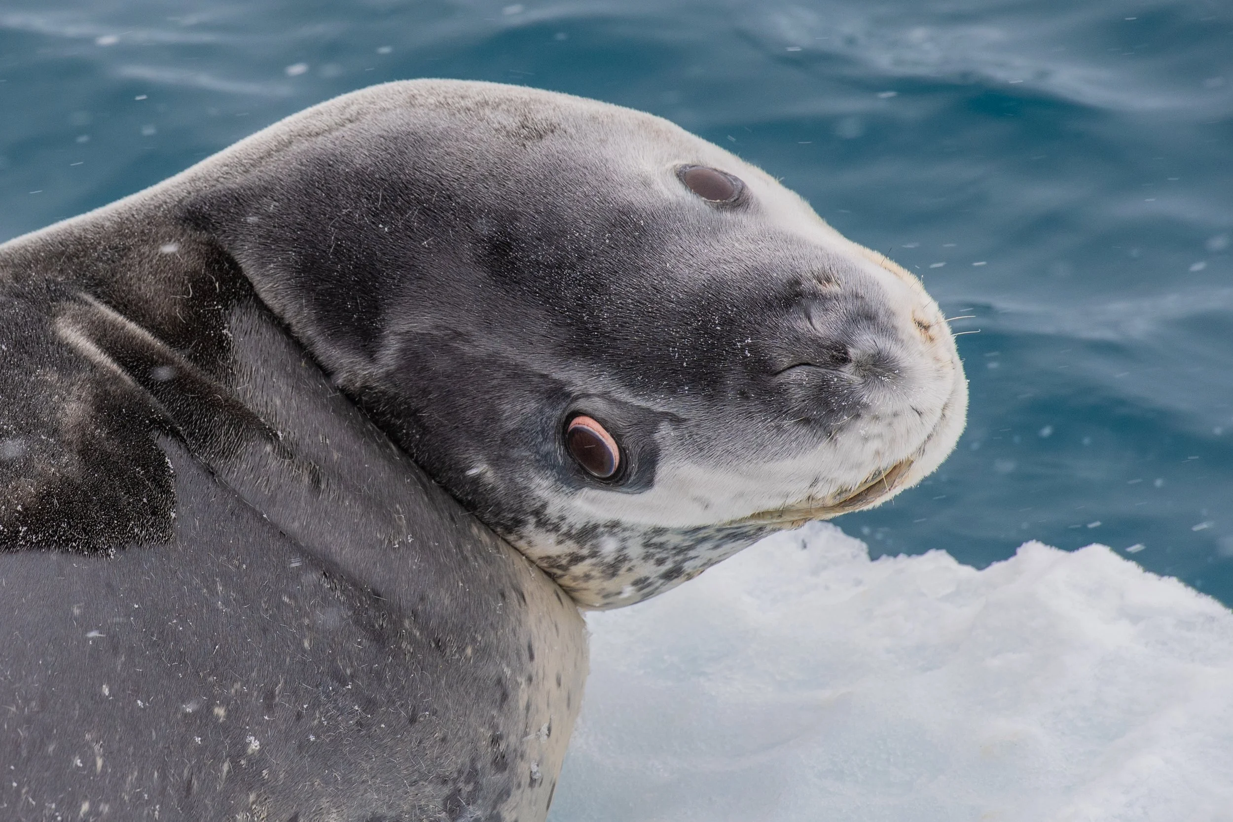Leopard seal eye II.jpg