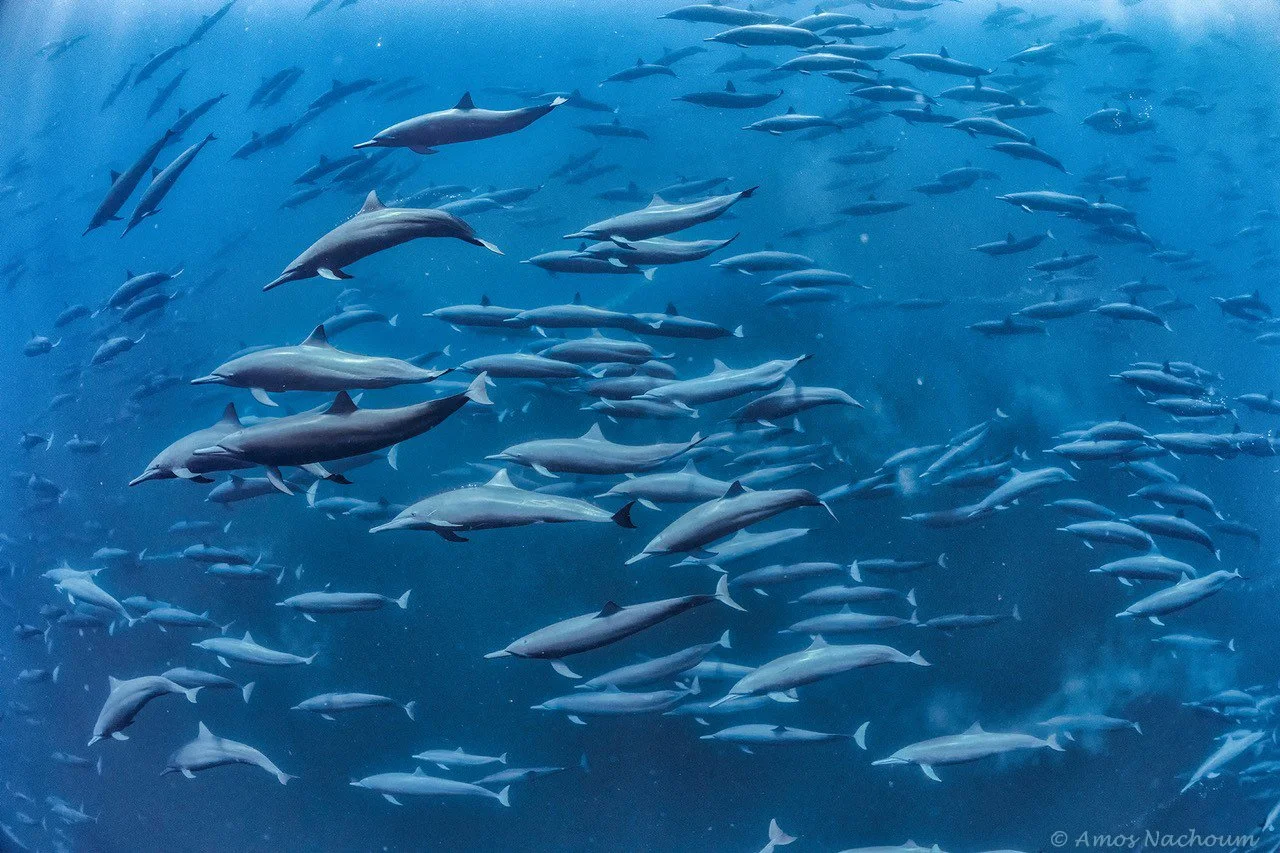 SPINNER DOLPHIN_many.jpg