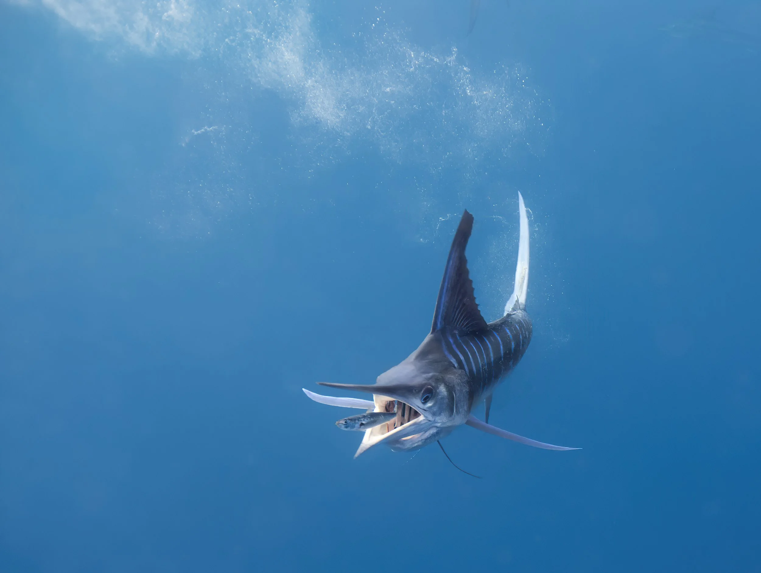 Last view of Sardine.jpg