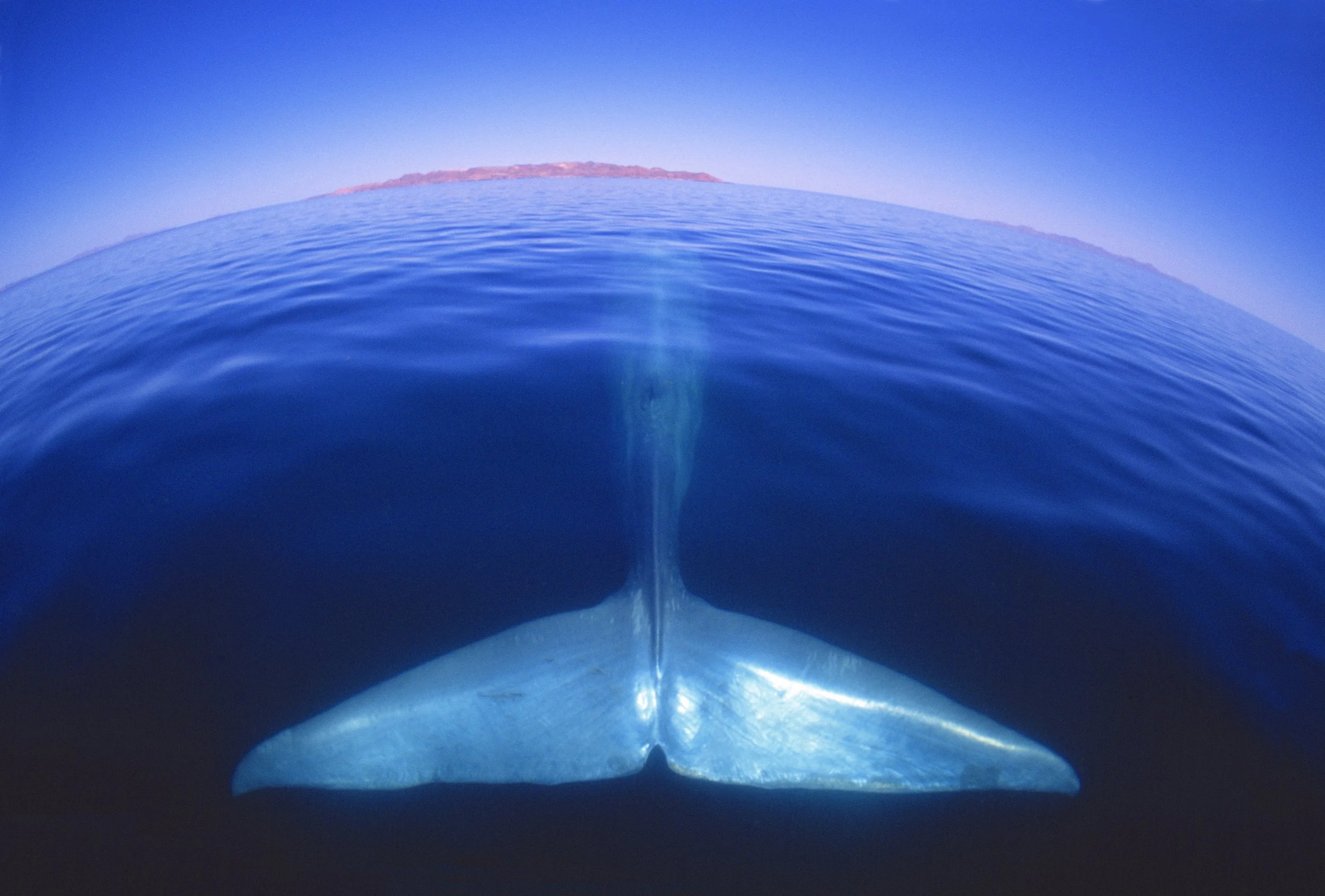 Dinosaur_Blue whale at rest.jpg